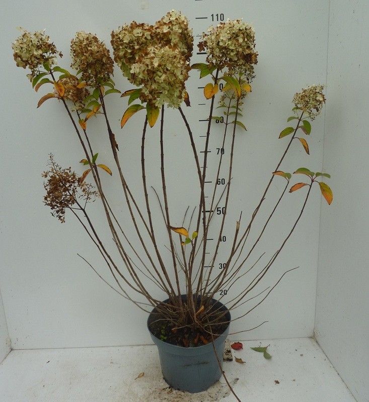 Hydrangea paniculata Bobo ®, D 27
