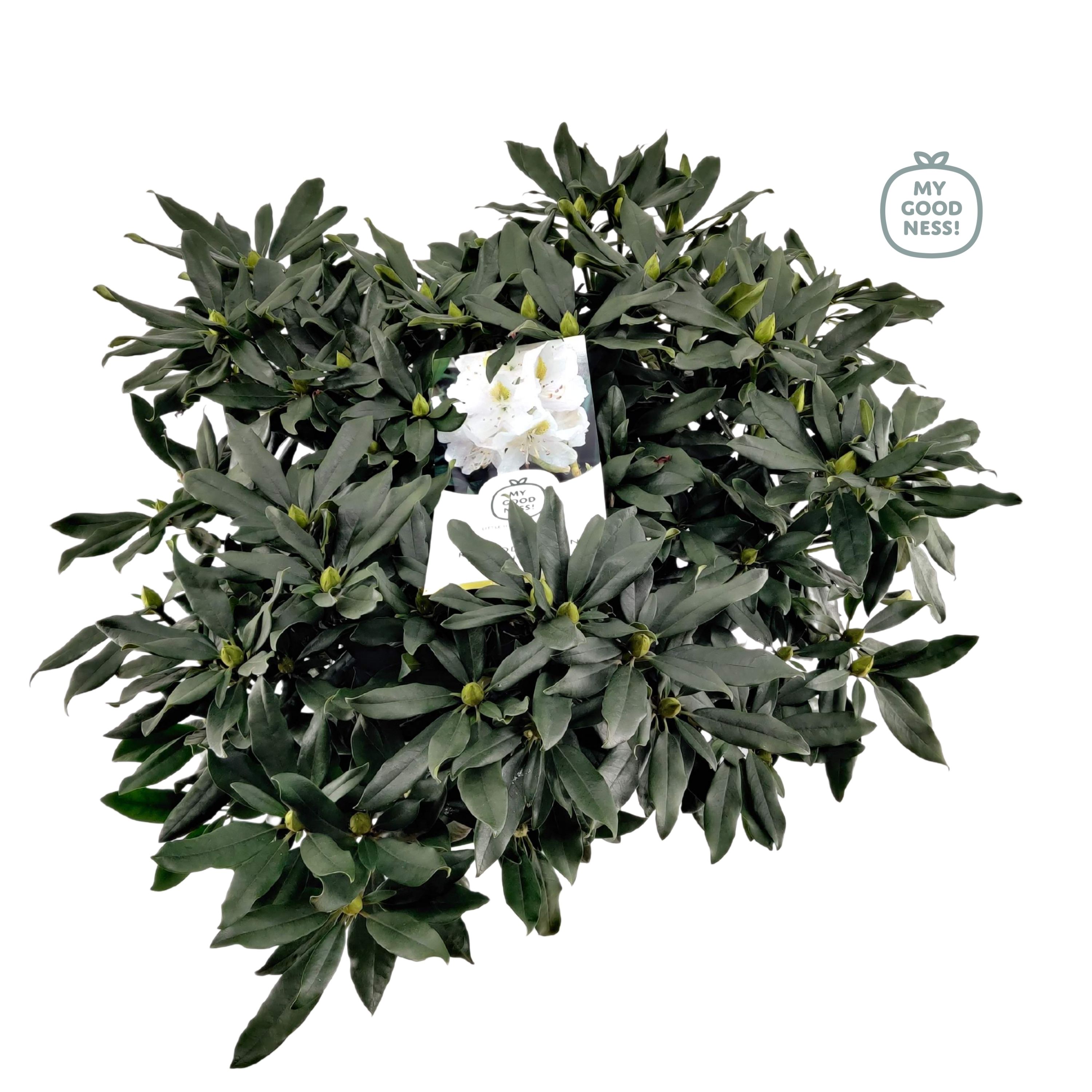 Rhododendron 70-80 /15 liter 'Madame Masson', D 34