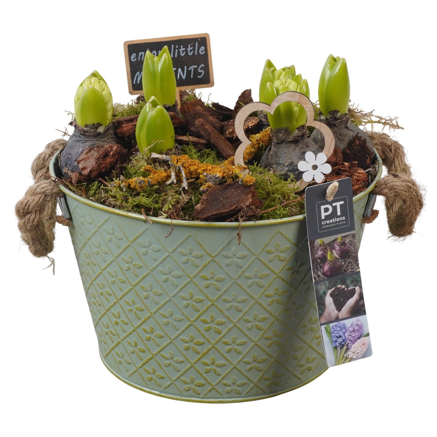 PTHC9134 Arrangement Hyacints in zink pot, D 22