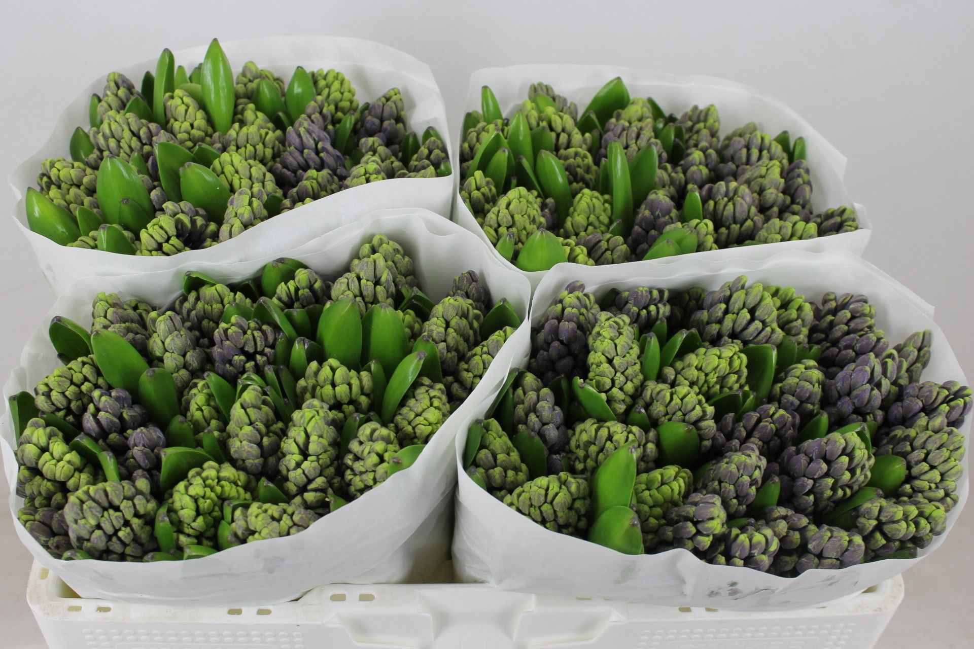 Гиацинт Делфт Блю (син.), шт.