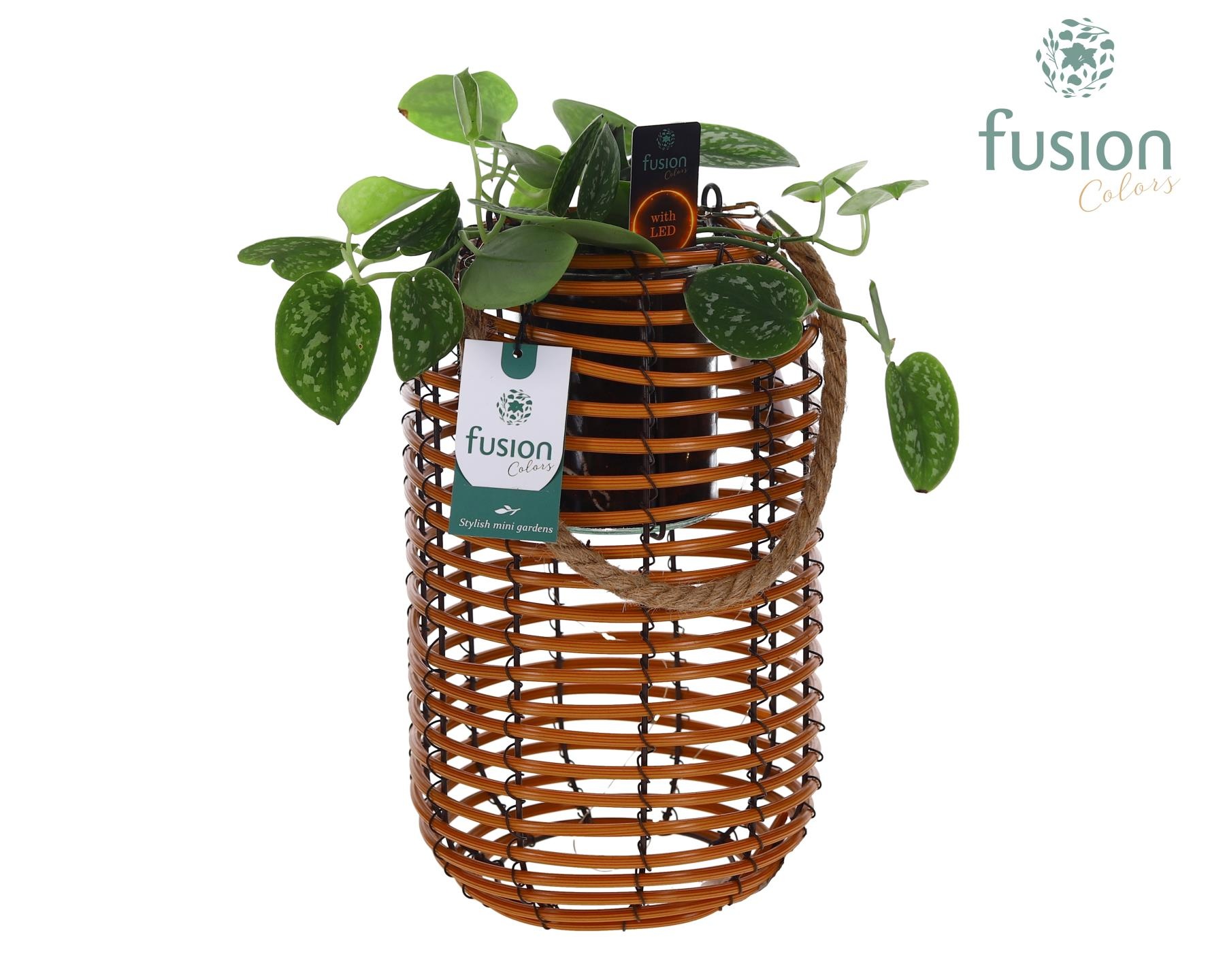Spiraal mand Hori naturel incl. glas, hengsel en Scindapsus met 12 LED verlichting batterij, D 19
