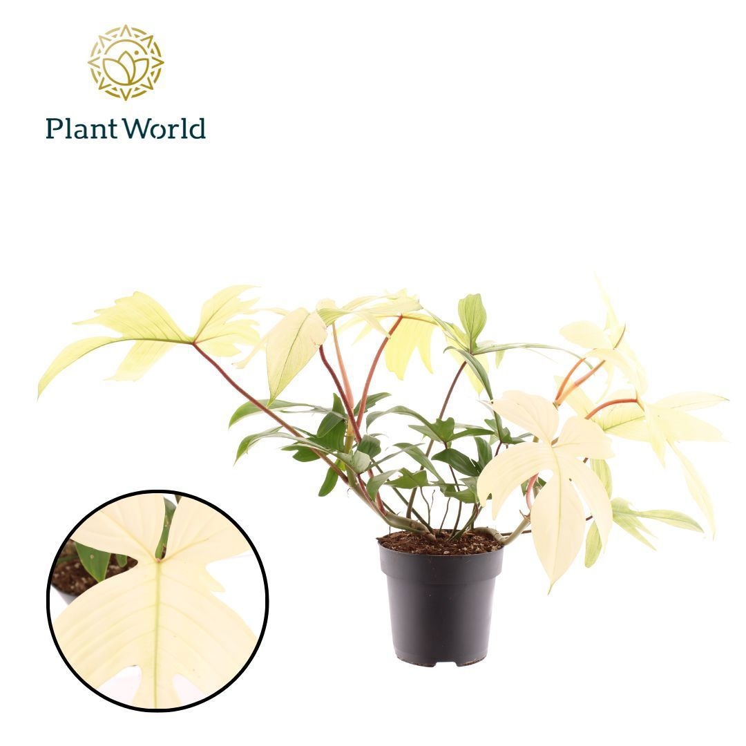 Philodendron Florida Ghost, D 19