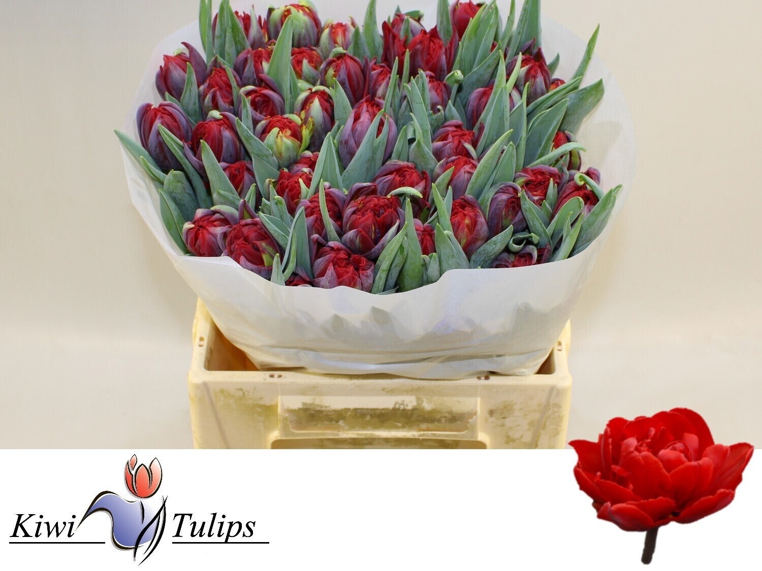 Тюльпан дв. Рэд Принцесс (красн.), шт.