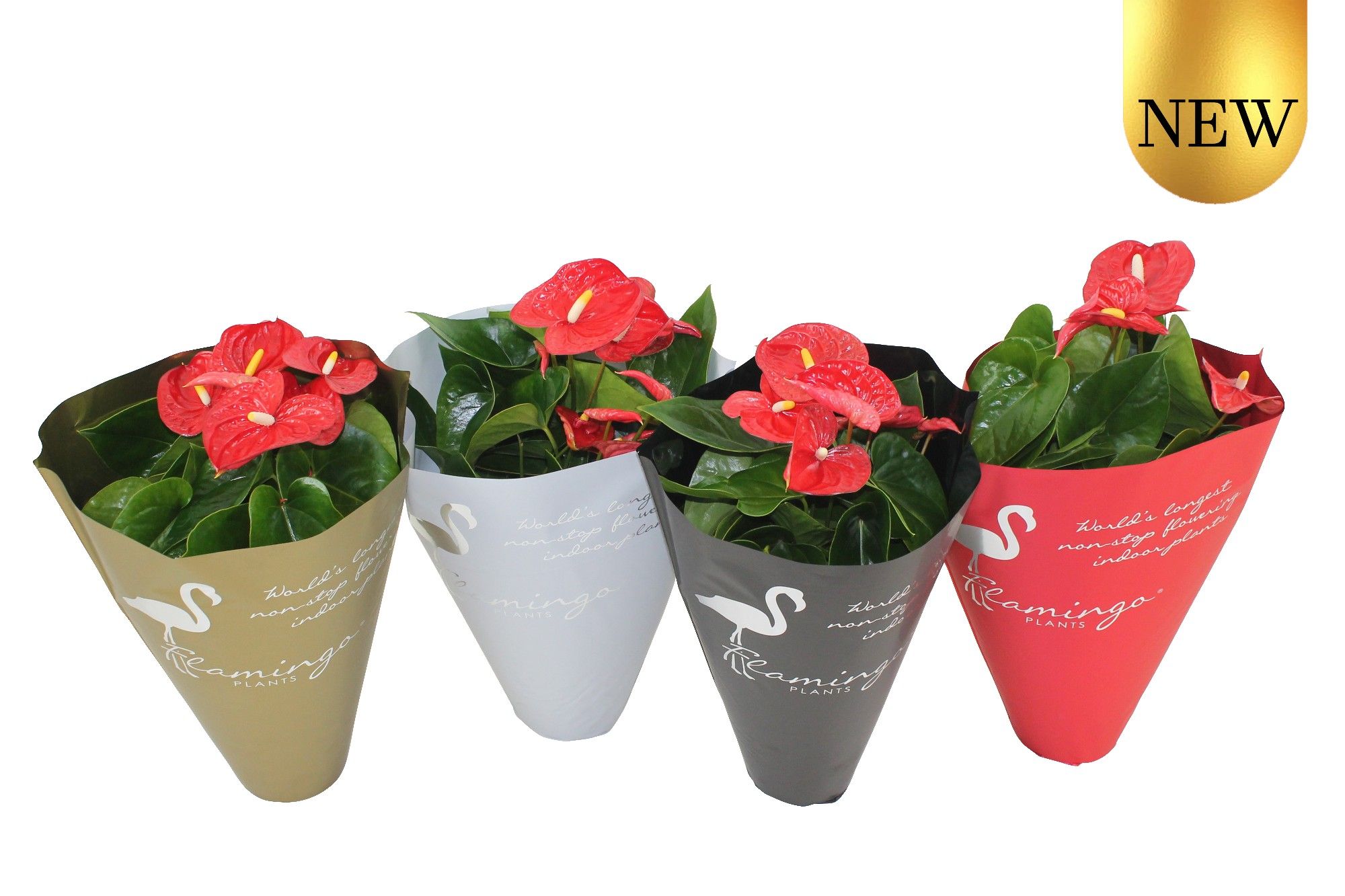 Anthurium XL.9 Jambo Red 14cm in diverse kleuren sierhoes, D 14