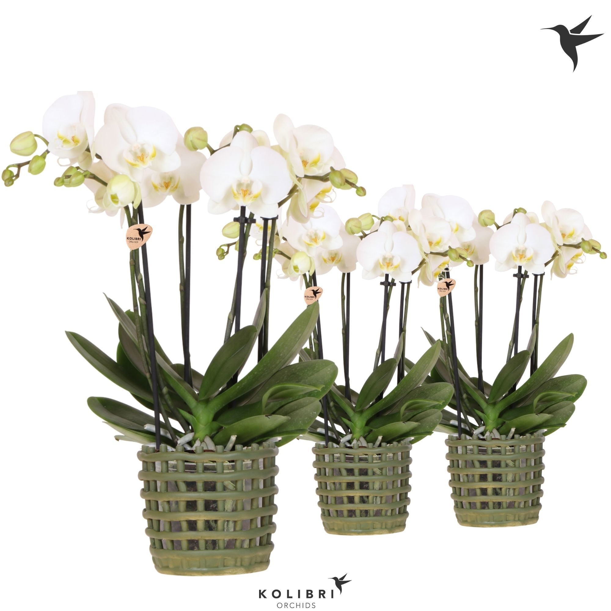 Kolibri Orchids Phalaenopsis Jewel Ghent 4 spike in Mesh pot green, D 12