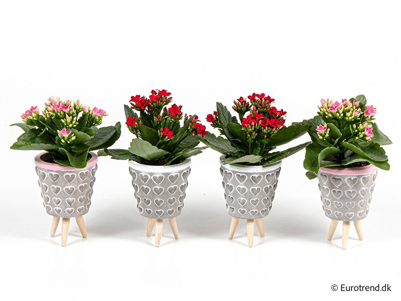 VALENTIJN CERAMIC 2026 KALANCHOE E 3966, D 6