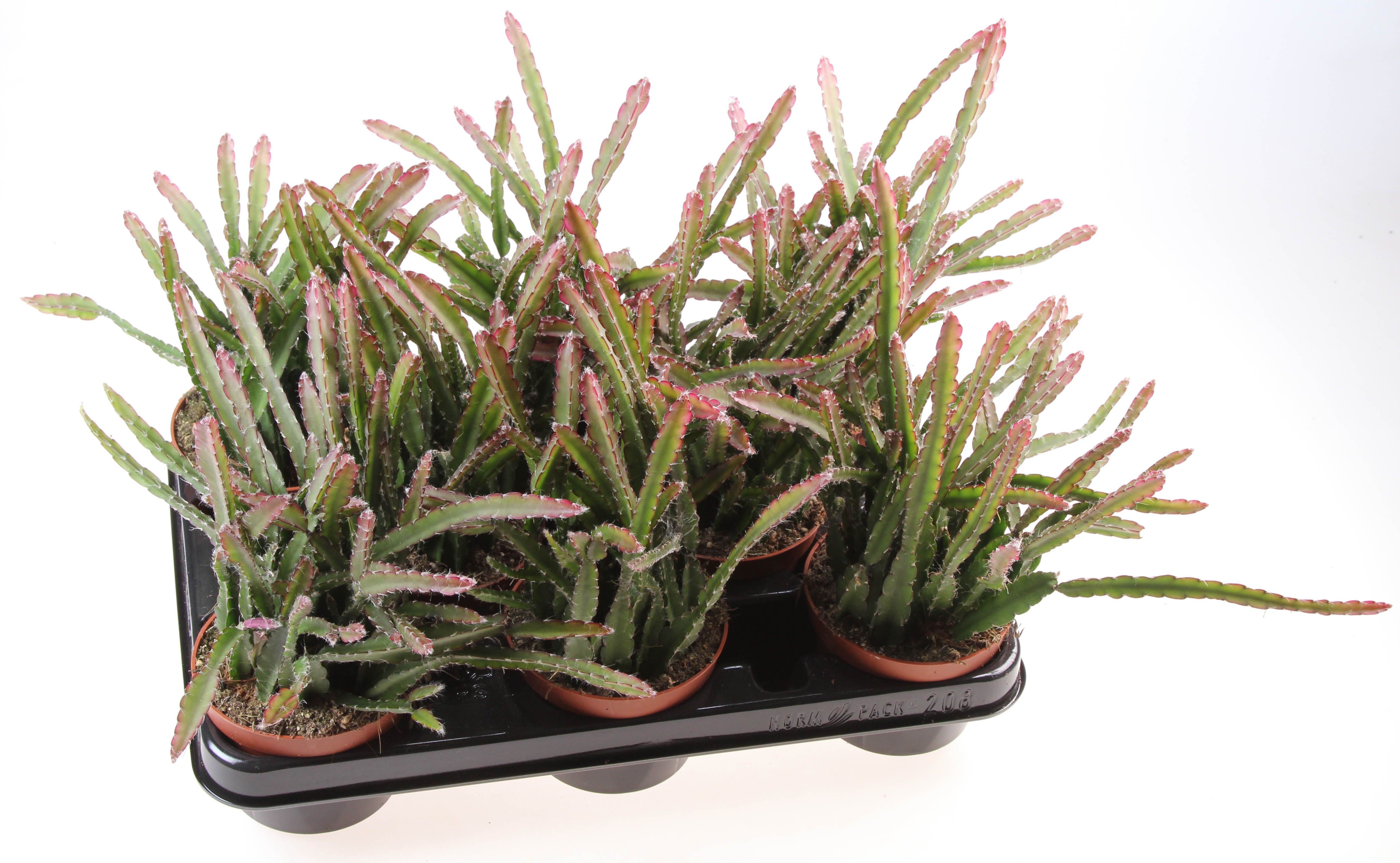 Lepismium Cruciforme Red Tip, D 10,5