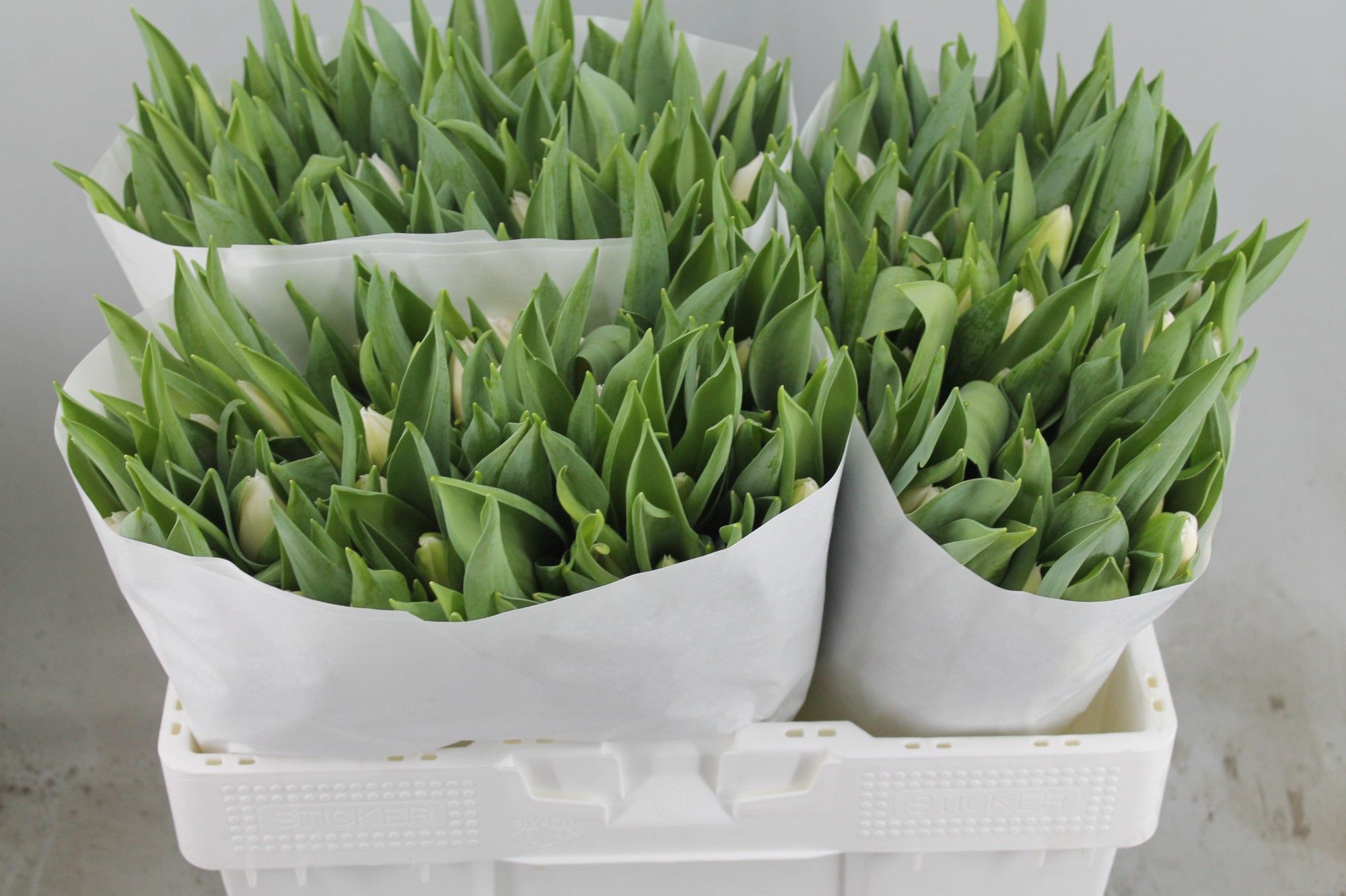 Тюльпан од. Вайт Марвел (бел.), шт.