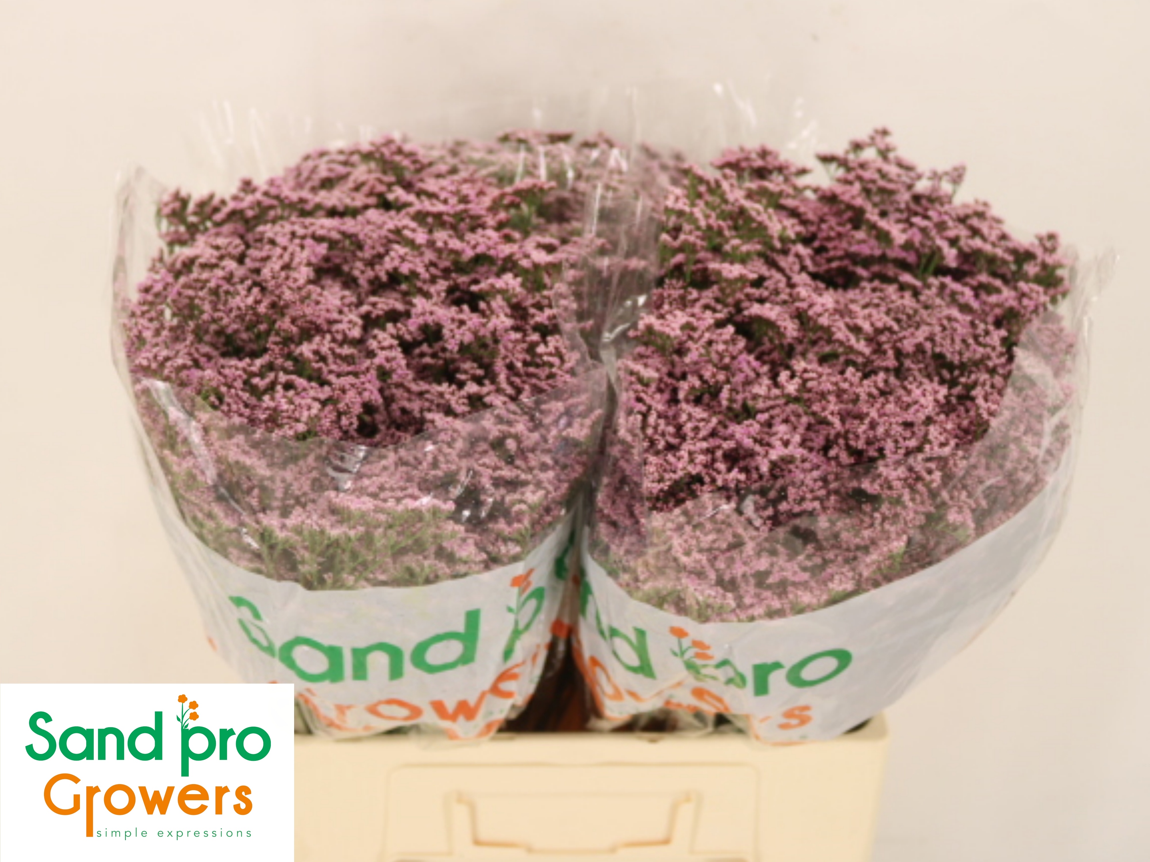 Лимониум Сафора Оши Пинк 60, шт.