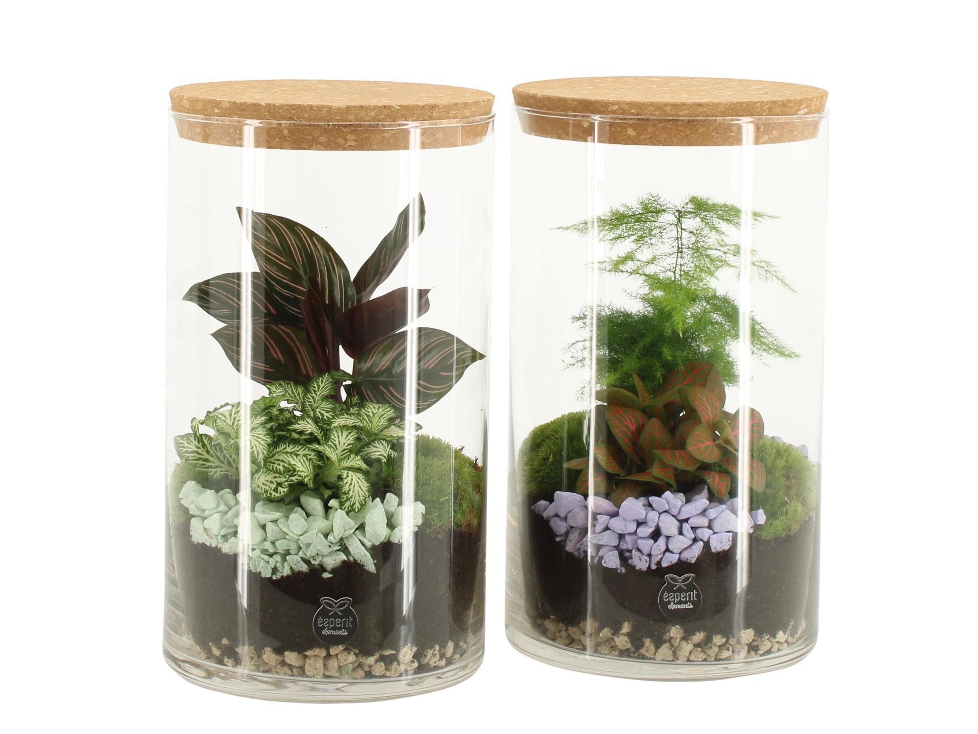 11691: Consideration terrarium, D 14
