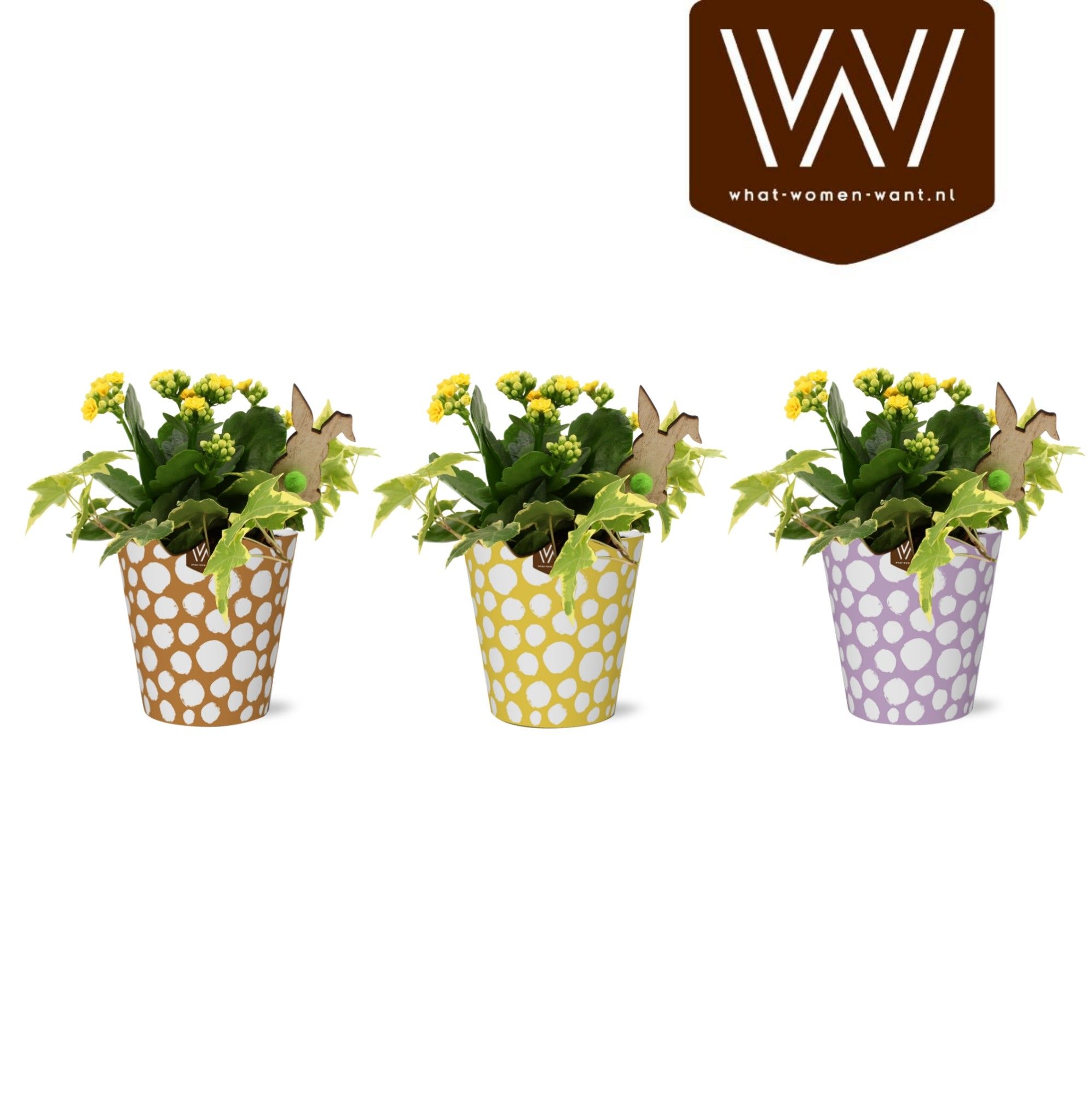 Paas Arrangement Smartcup Olli kalanchoe hedera, D 12