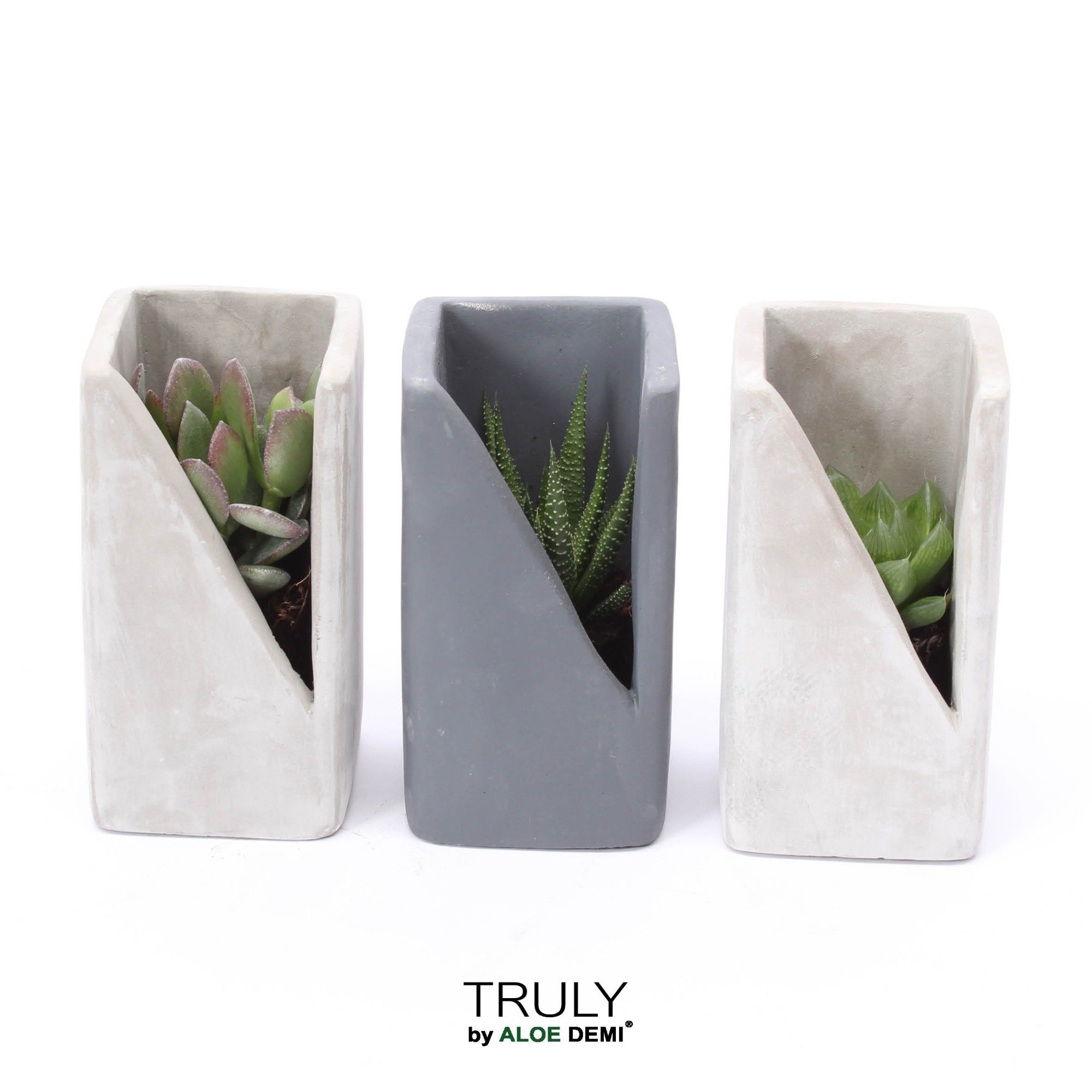 TRULY Succulent, Meles concrete, D 7