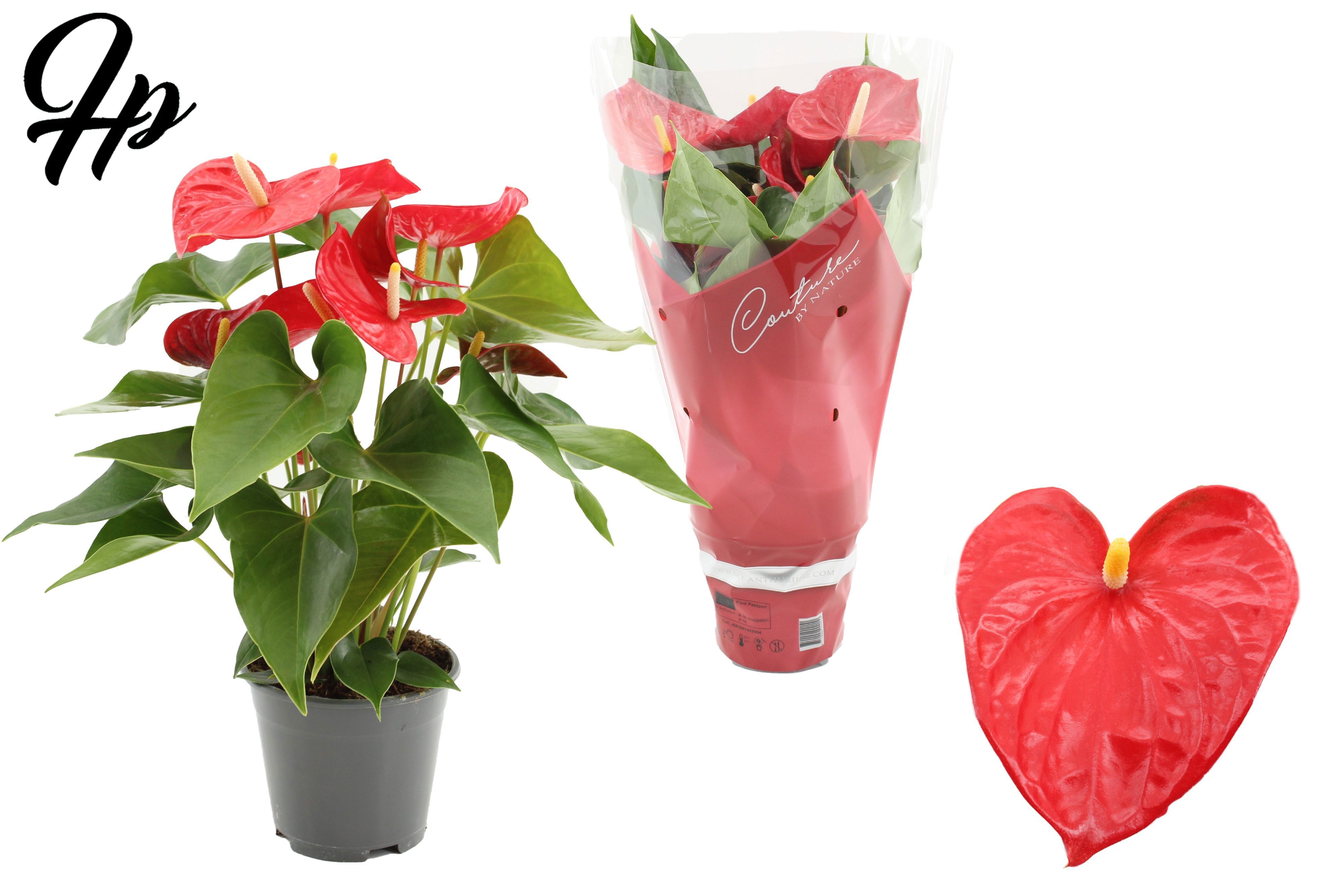 Anthurium 14 cm Casparo in Couture sleeve, D 14
