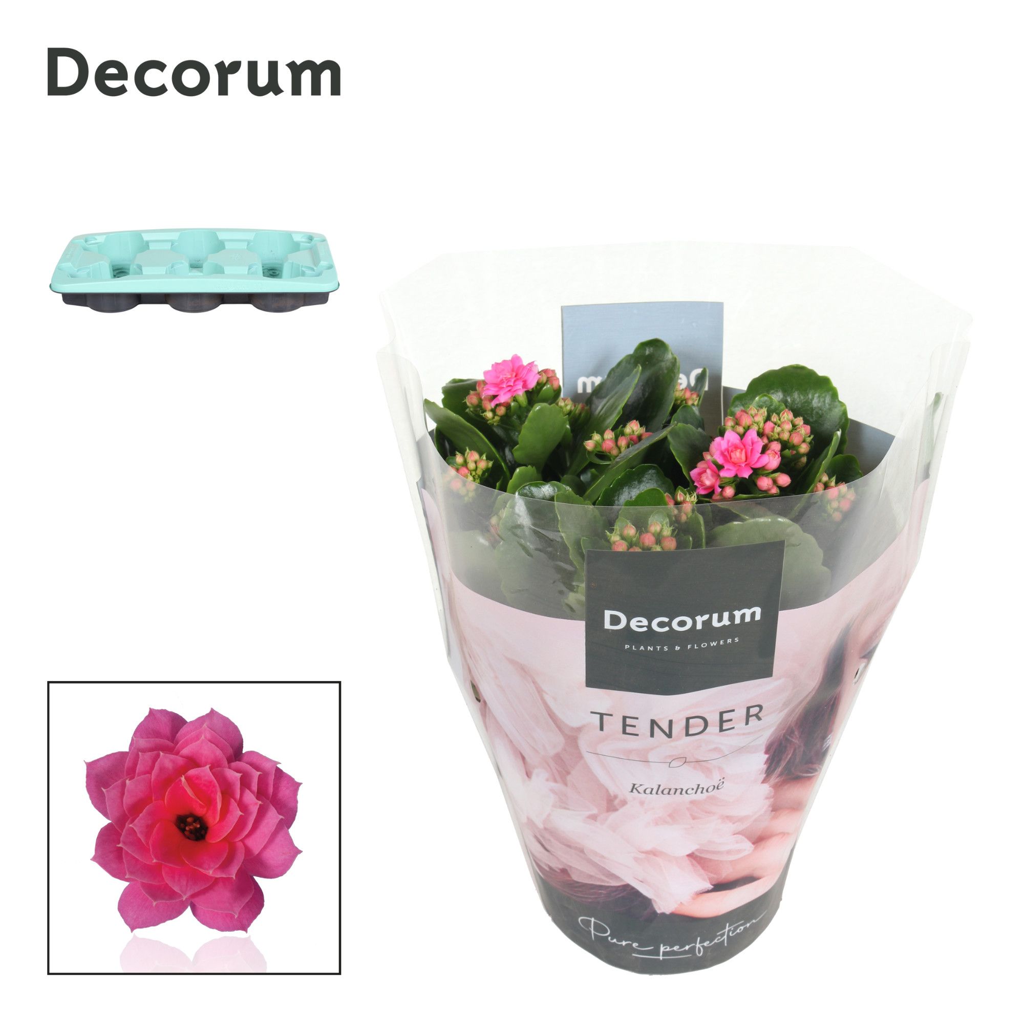Kalanchoe Decorum TENDER - Serenity Pink, D 15
