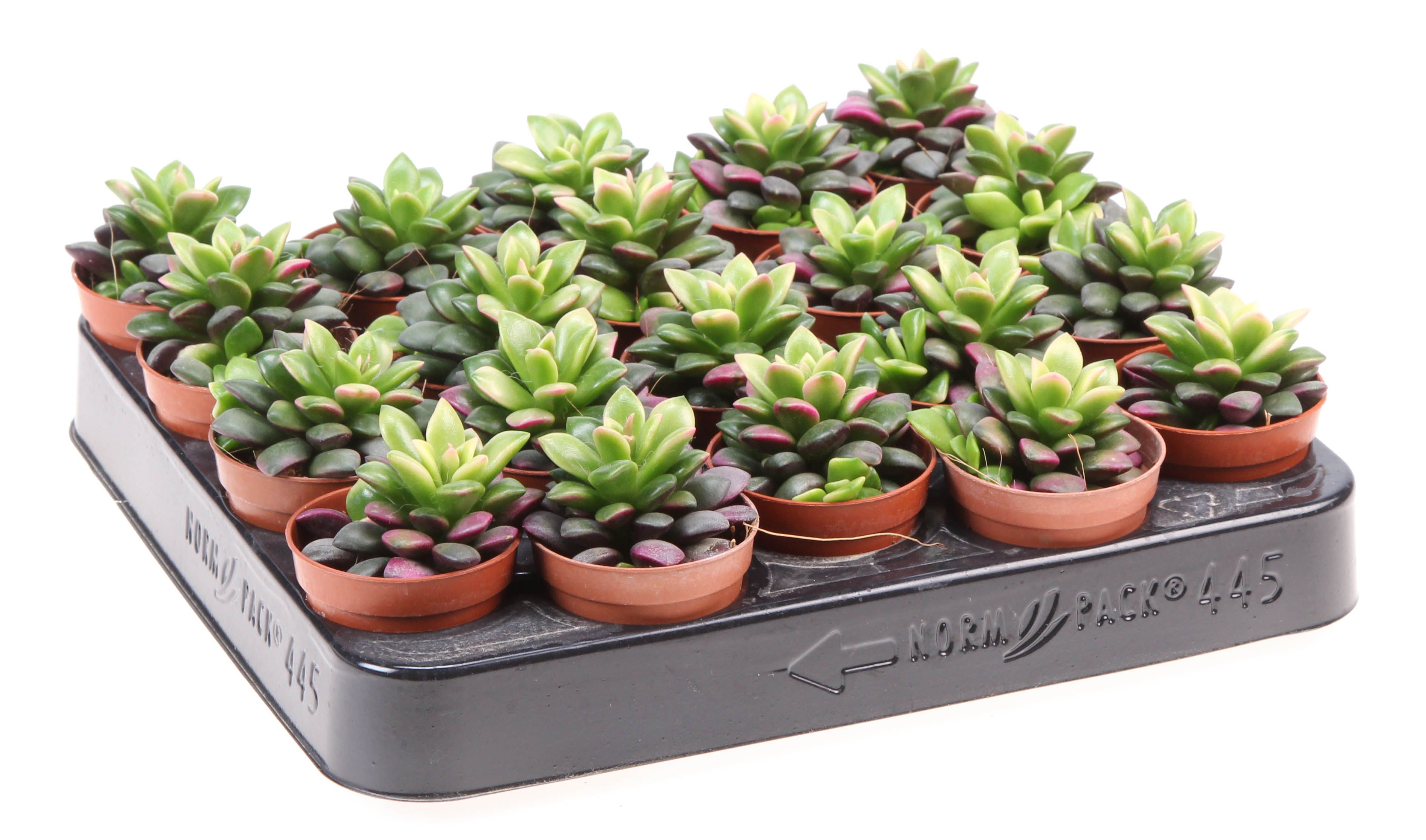 Anacampseros rufescens sunrise, D 5,5