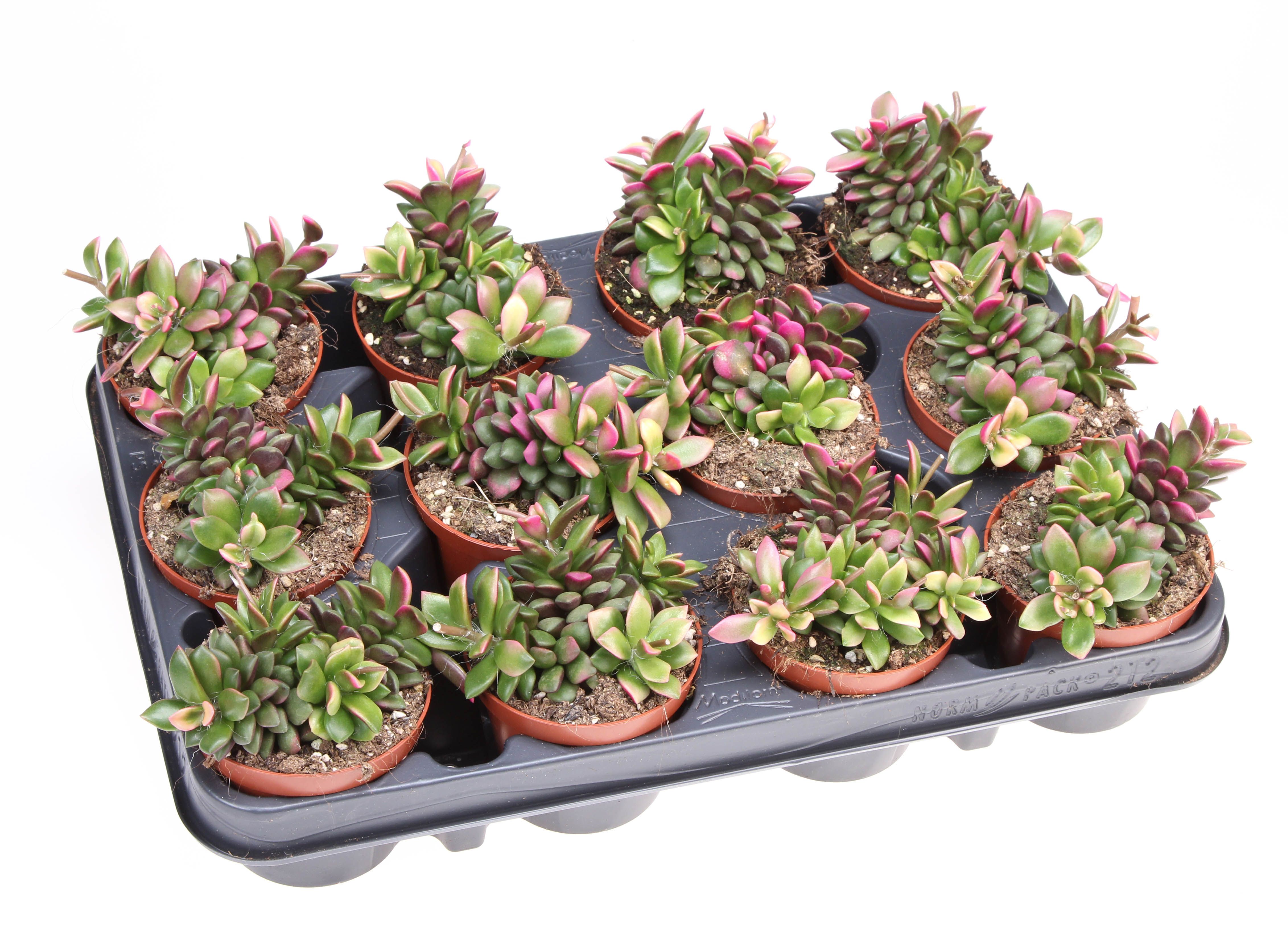 Anacampseros rufescenssunrise, D 8,5