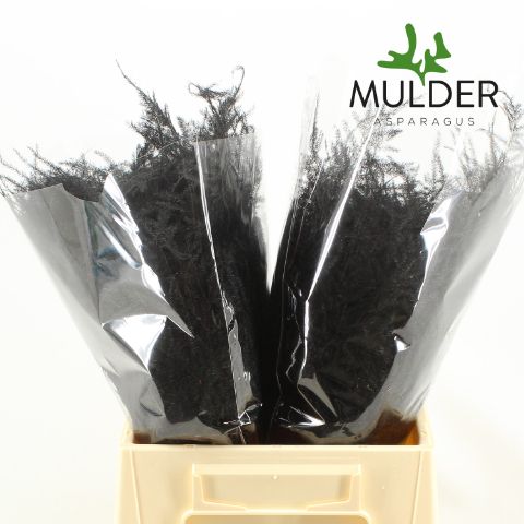 Аспарагус Овериг Крашеный (краш. ) 45, шт.