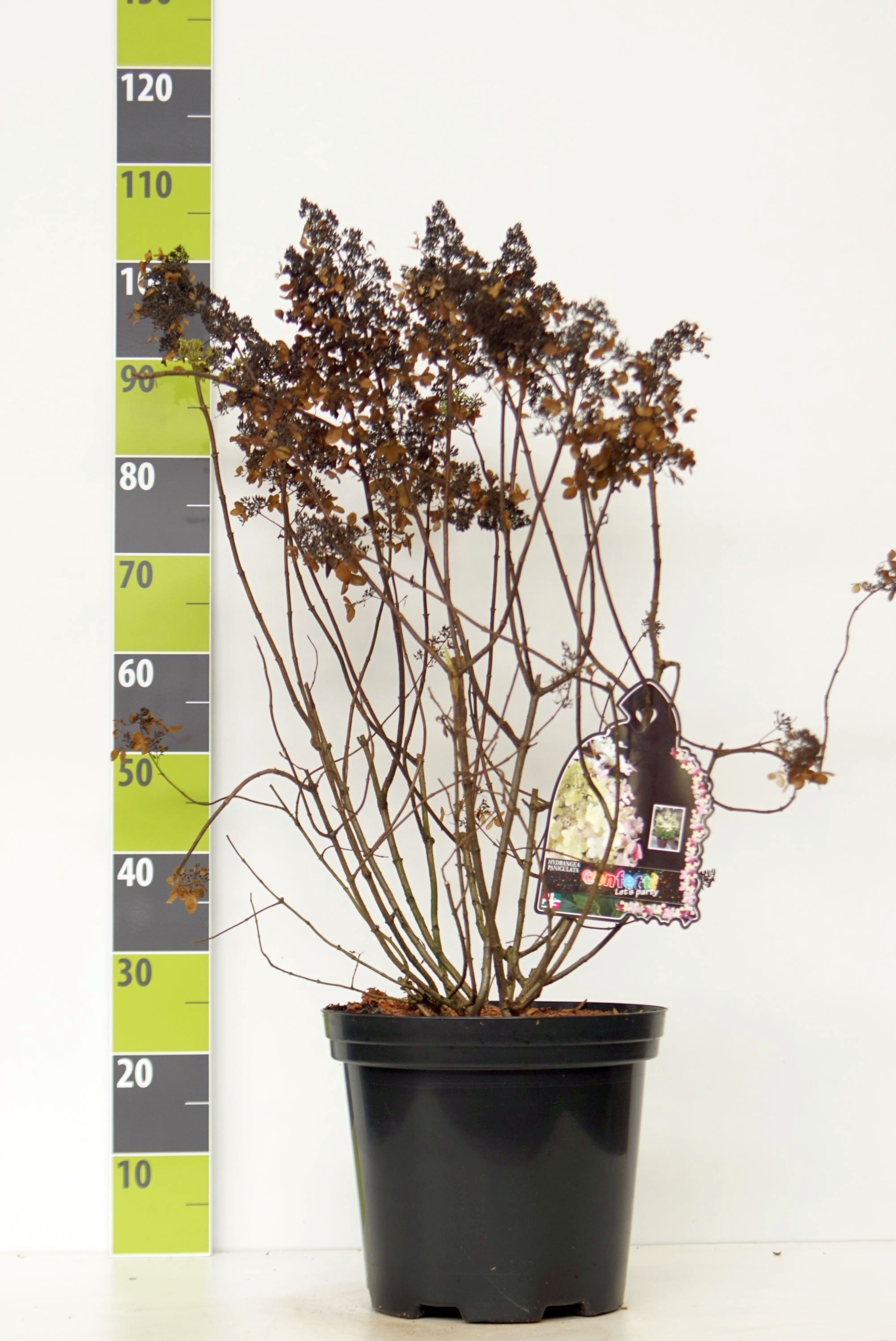 Hydrangea paniculata 'Confetti' (R) C 12, D 30