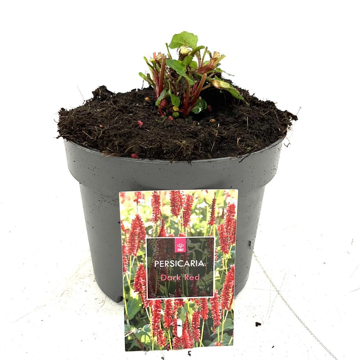 Persicaria a. 'Dark Red', D 17