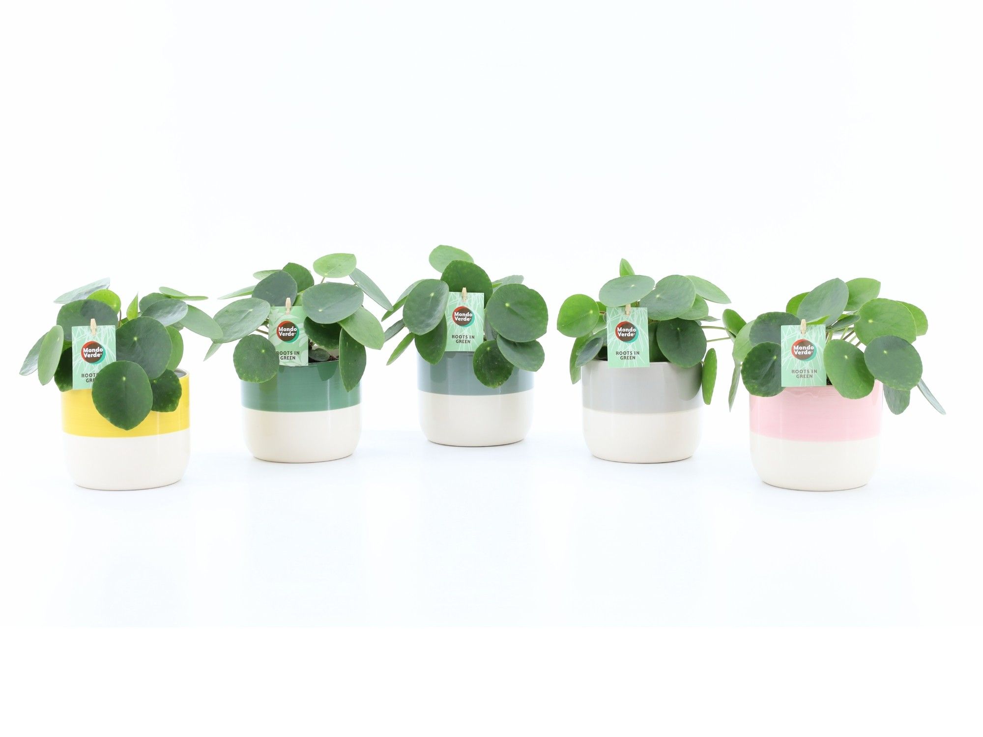 Pilea Peperomioides in Two-Tone keramiek, D 13