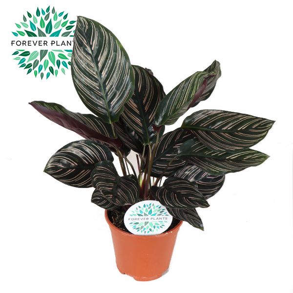 Calathea Ornata p14 PEAT FREE, D 14