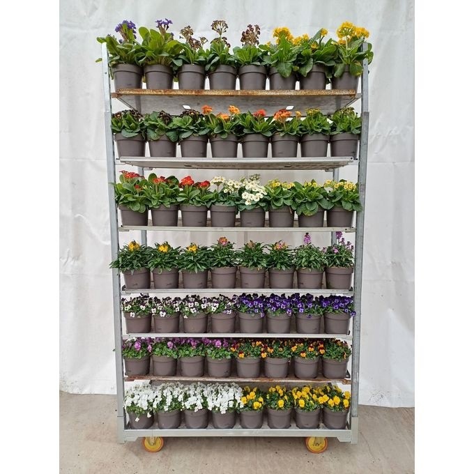 862 SV : P17 Mix kar Bellis - Viool - Primula - Erysimum, D 17