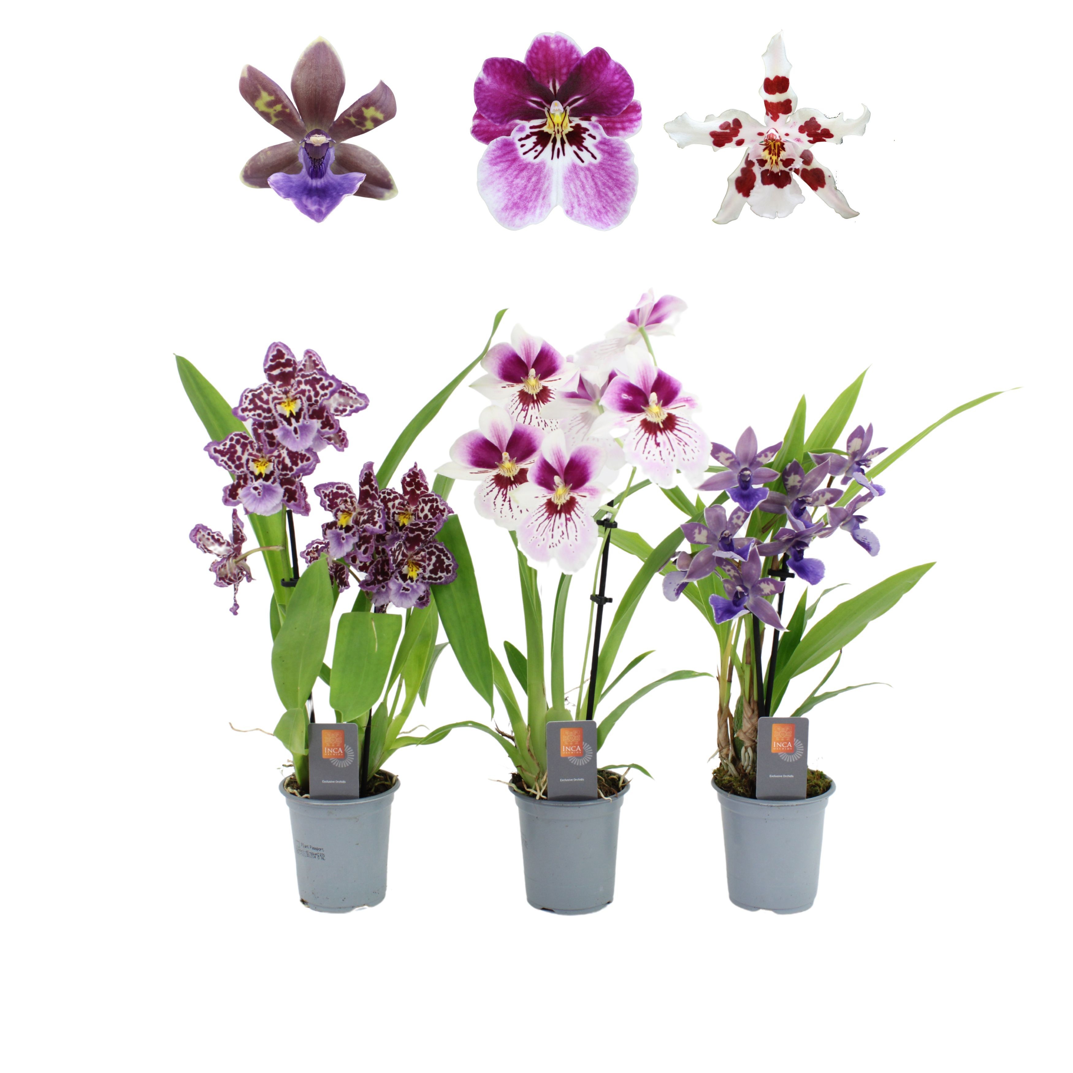 Inca Orchid Purple Pleasure mix 2 spike 9cm, D 9