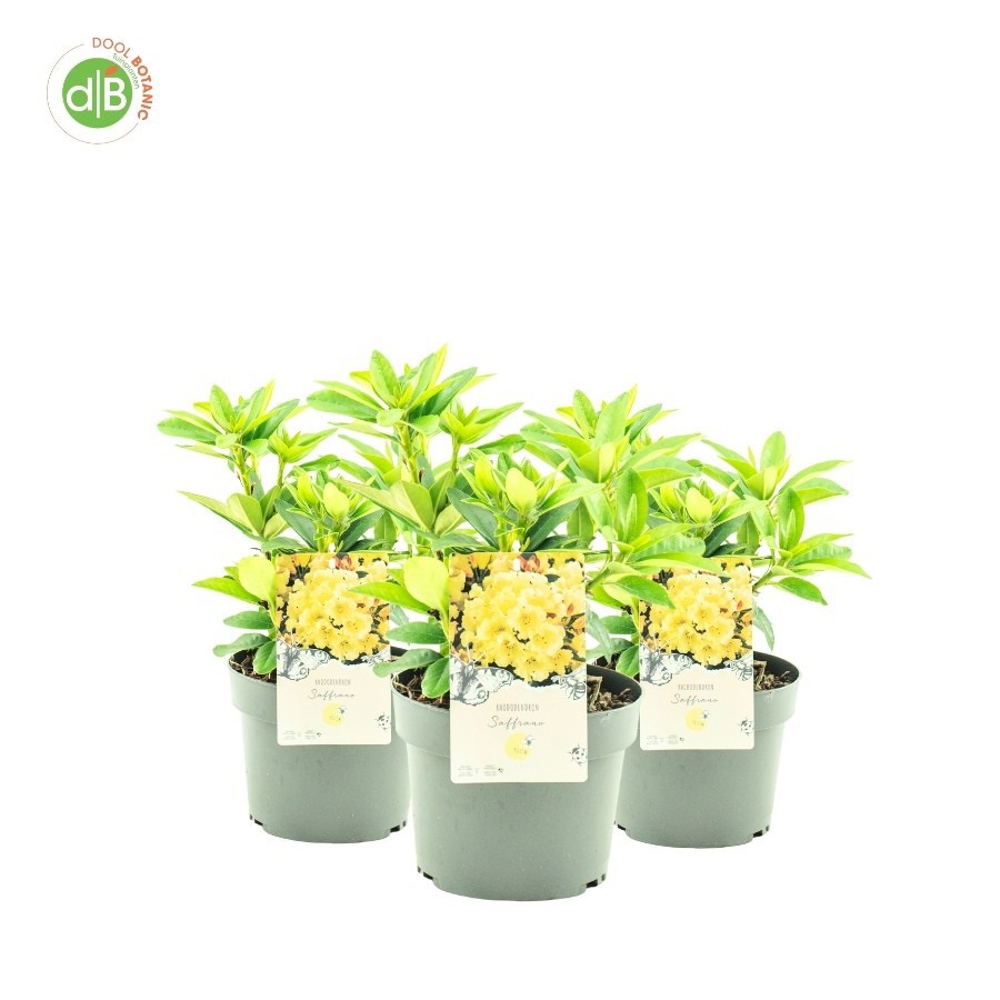 Rhododendron 'Saffrano', D 19