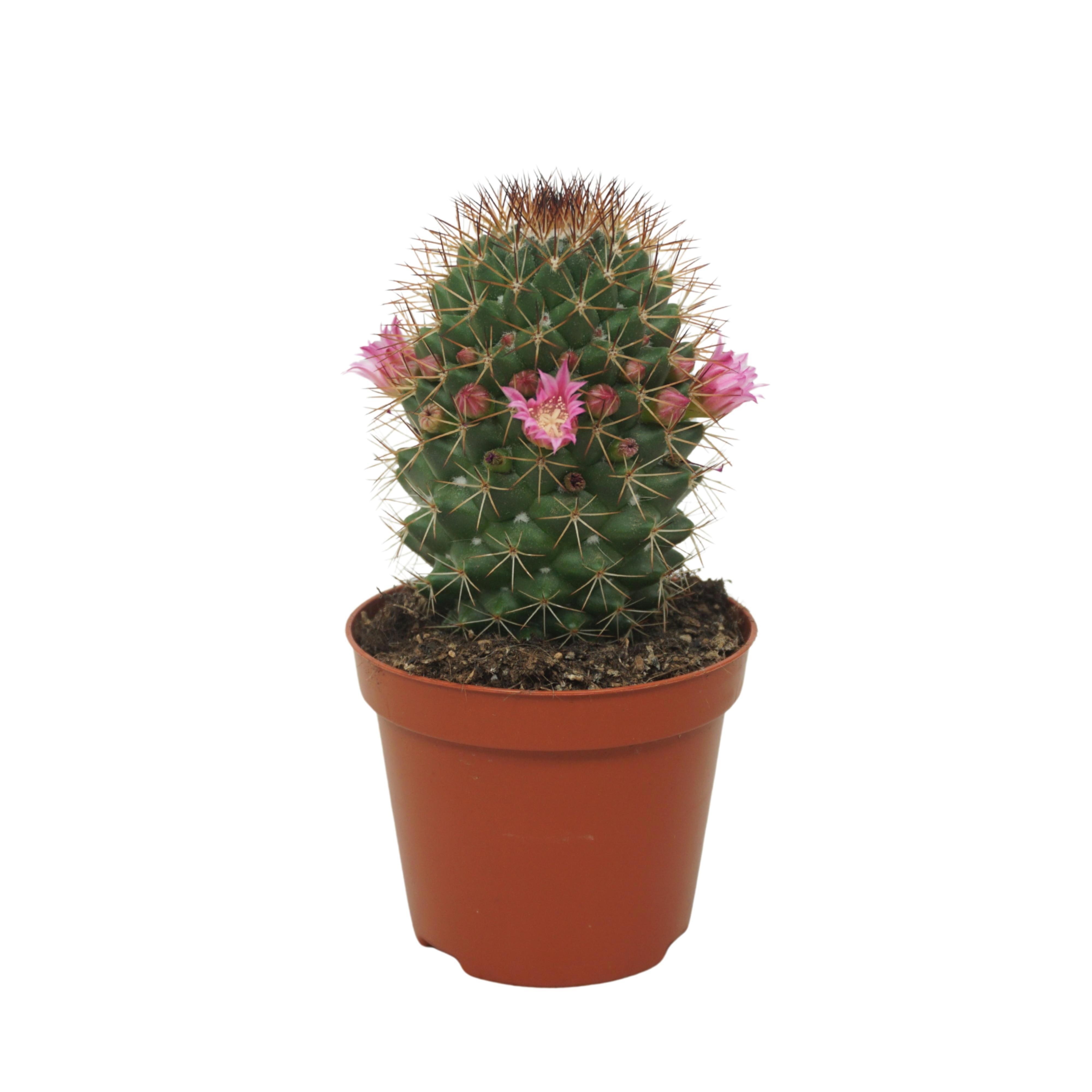 Mammillaria ernestii 8,5 cm bloeiend, D 8,5