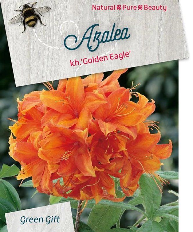 Rhododendron (AK) 'Golden Eagle', D 29