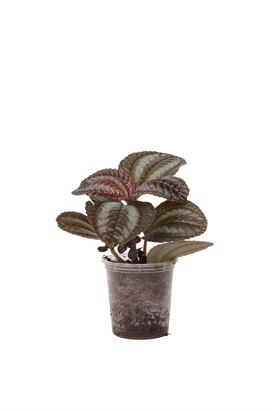 Pilea p06 Norfolk, D 6