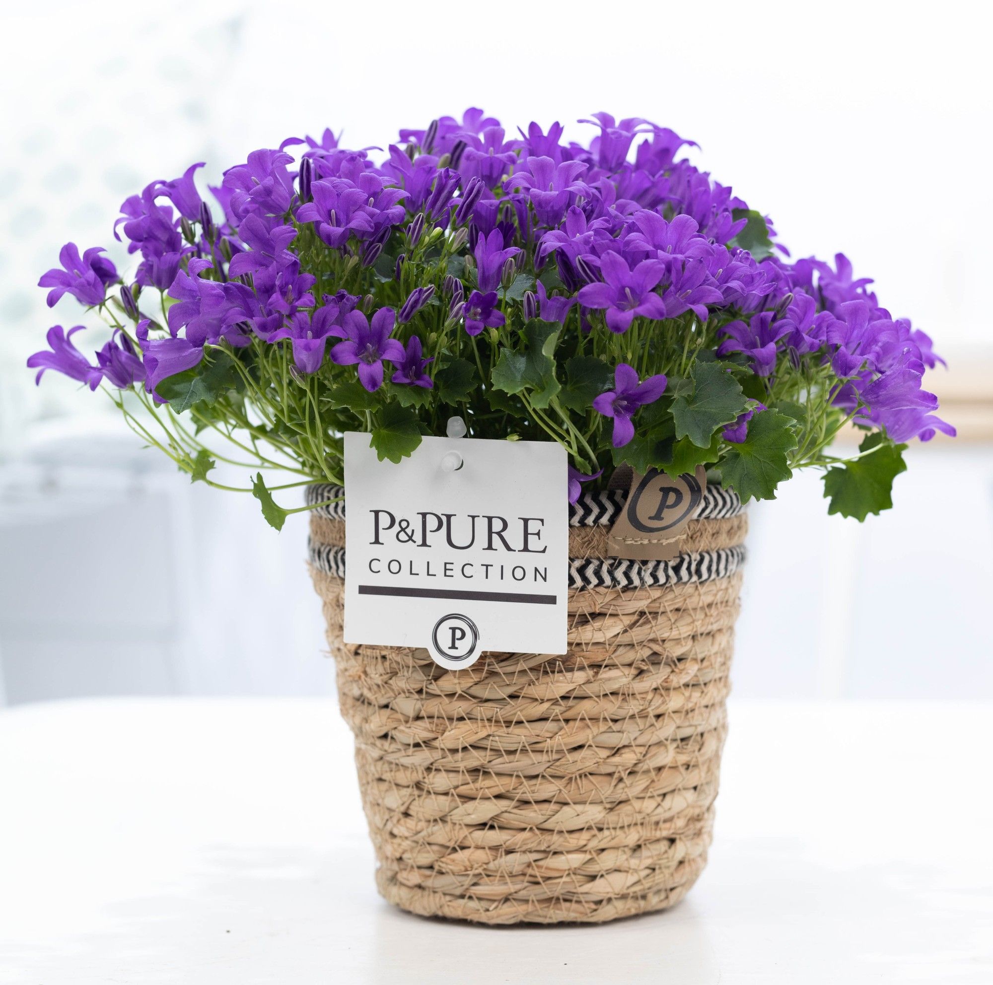 Campanula Porto LL Pure Basket, D 15