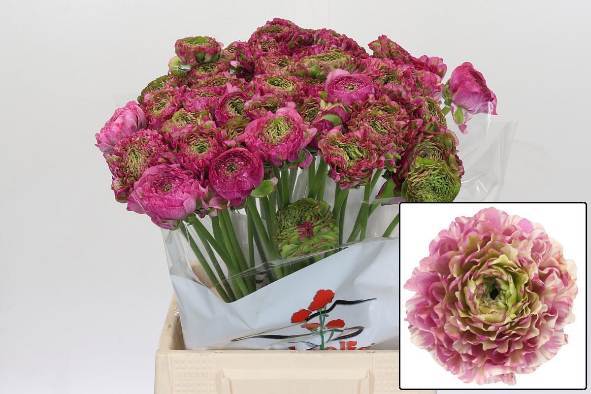 Ранункулус Овериг 45, шт.