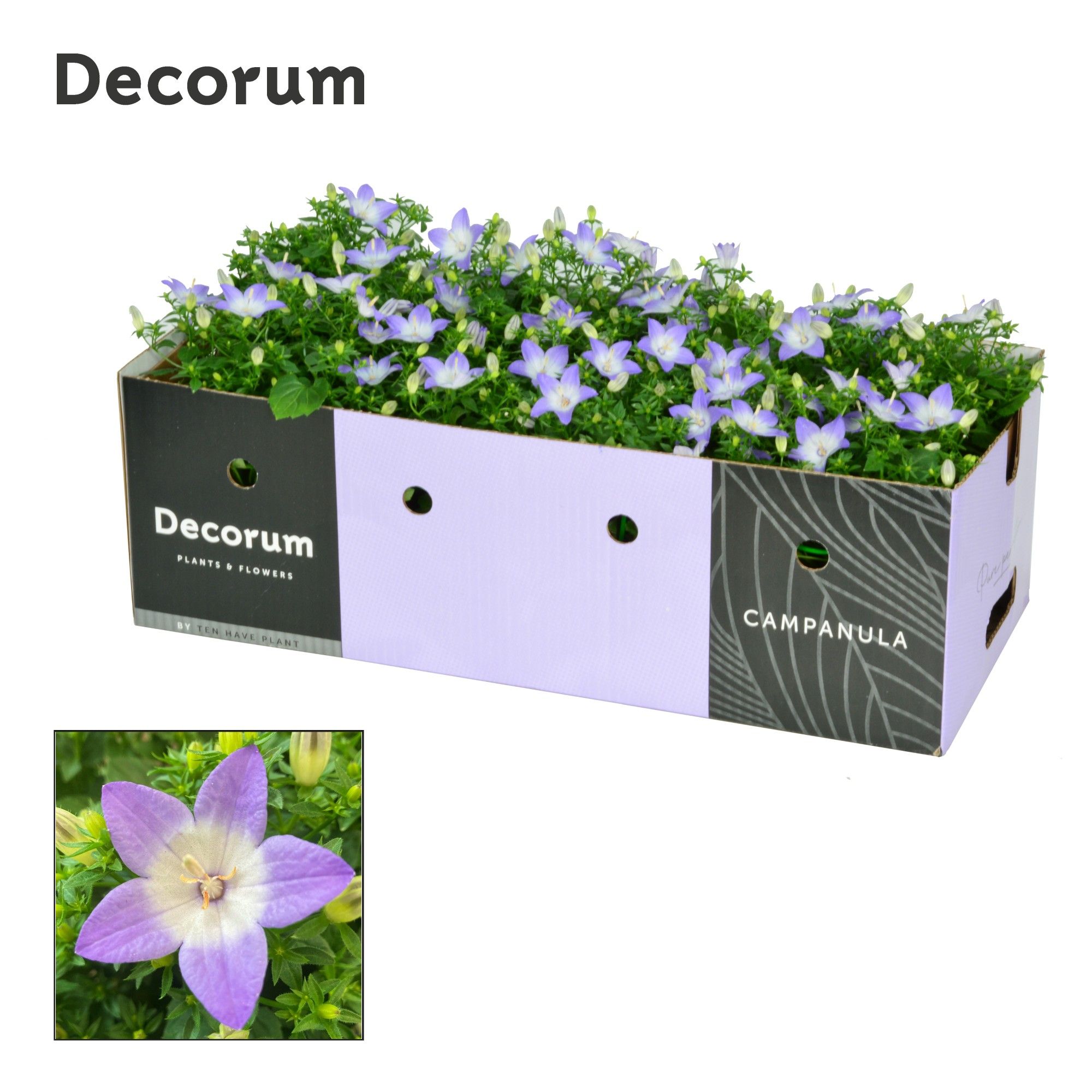 Campanula iso. Berlin Bicolor Decorum Deco box, D 11