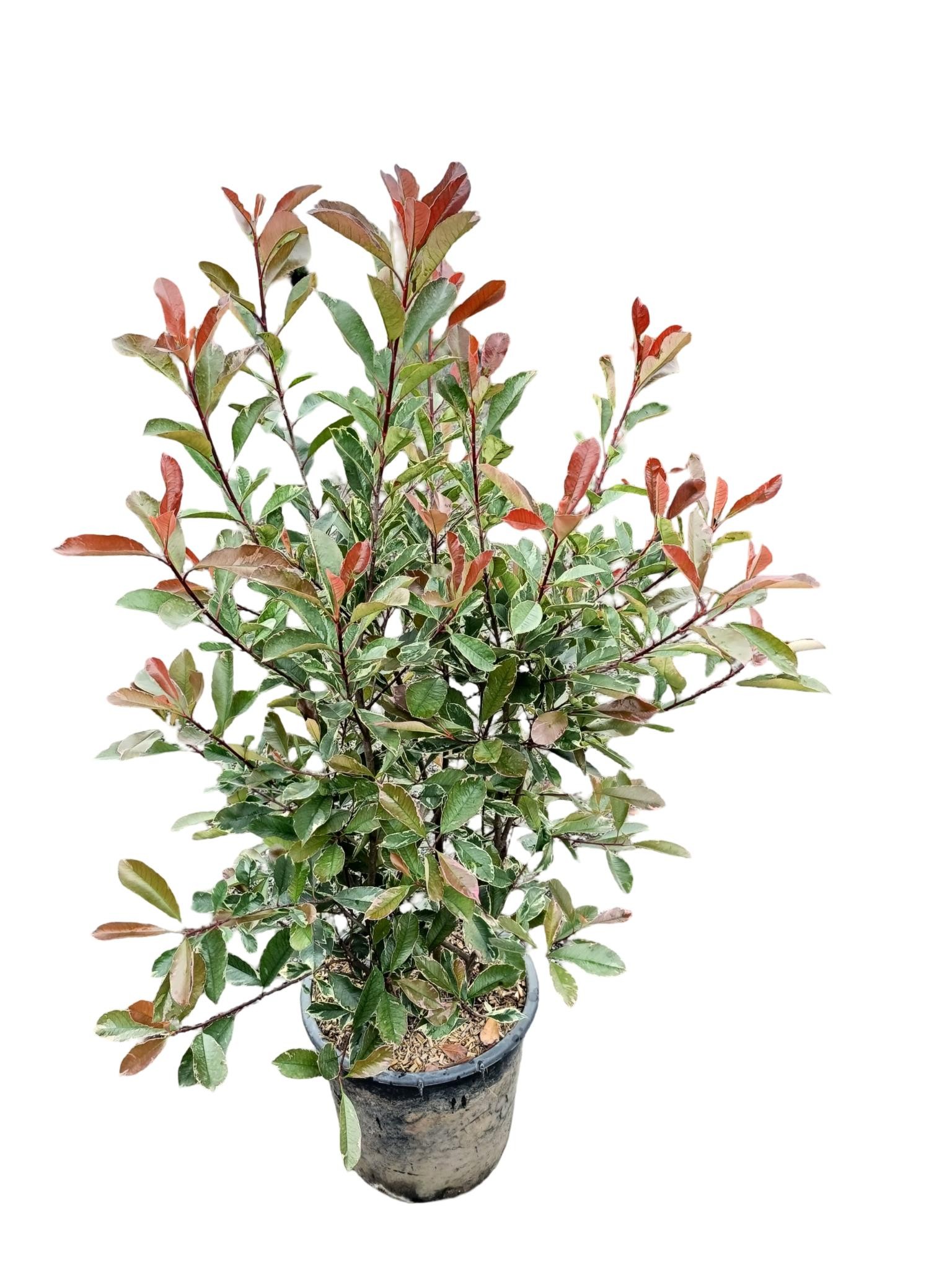 Photinia fraseri 'Pink Marble' C30, D 40