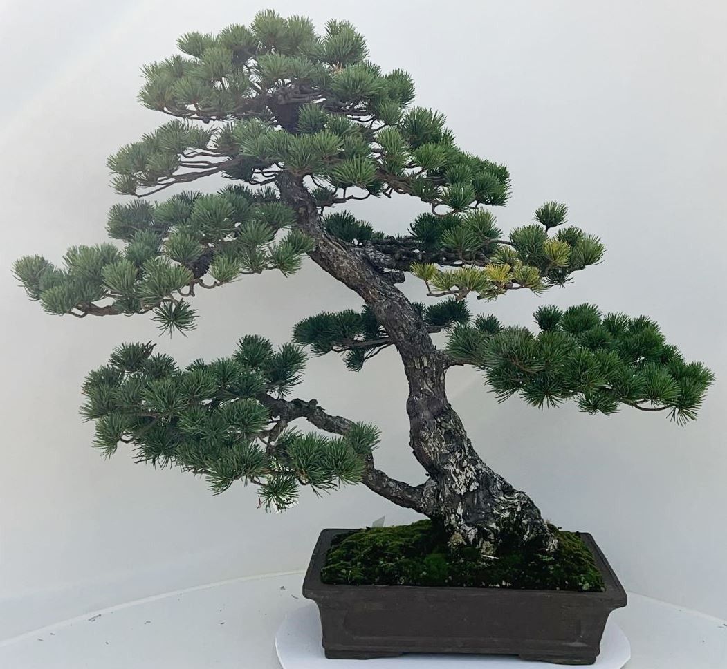 Pinus parviflora, pot 41cm. height 85cm. (single item), D 44