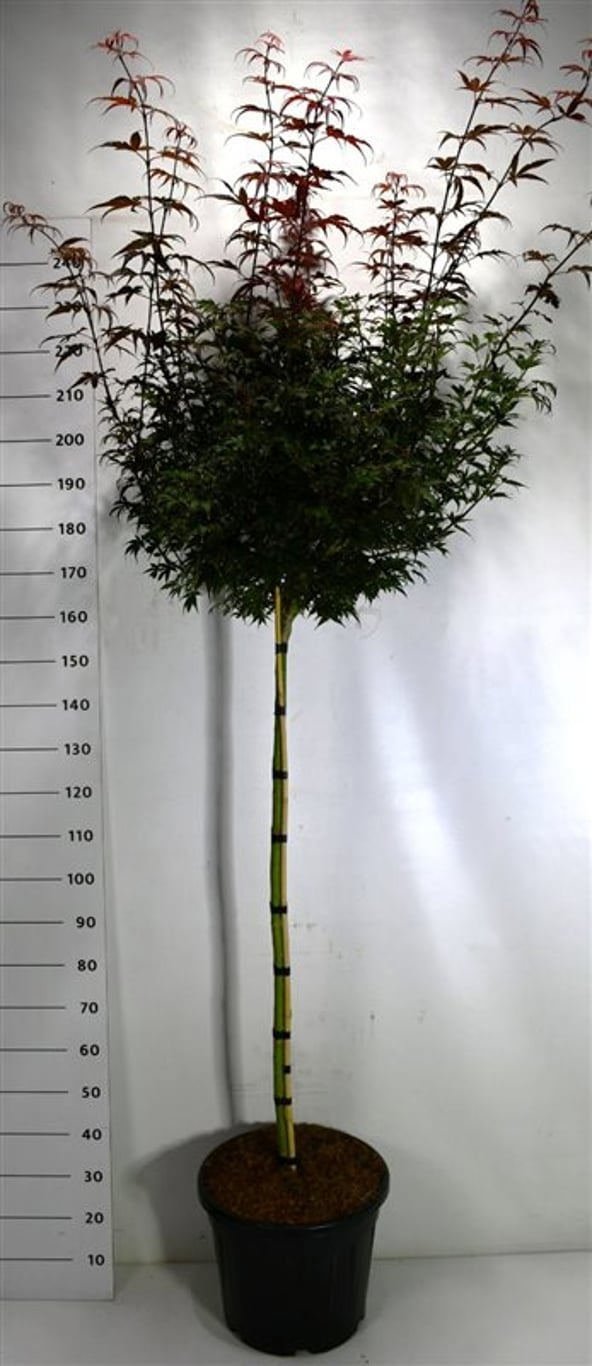 Acer pal. 'Skeeter's Broom', D 40