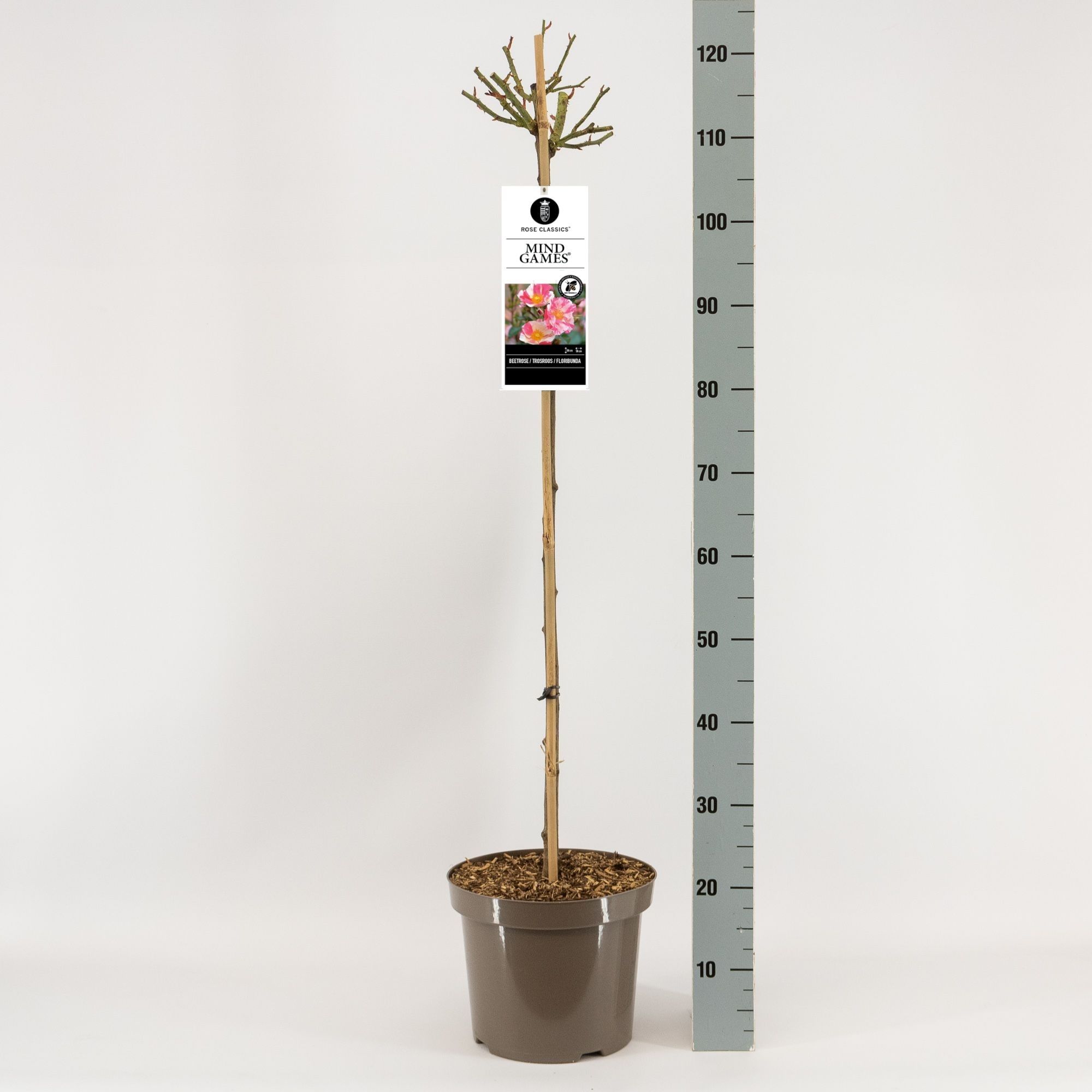 Rosa (F) Mind Games ®, stam 90, C7.5, D 26