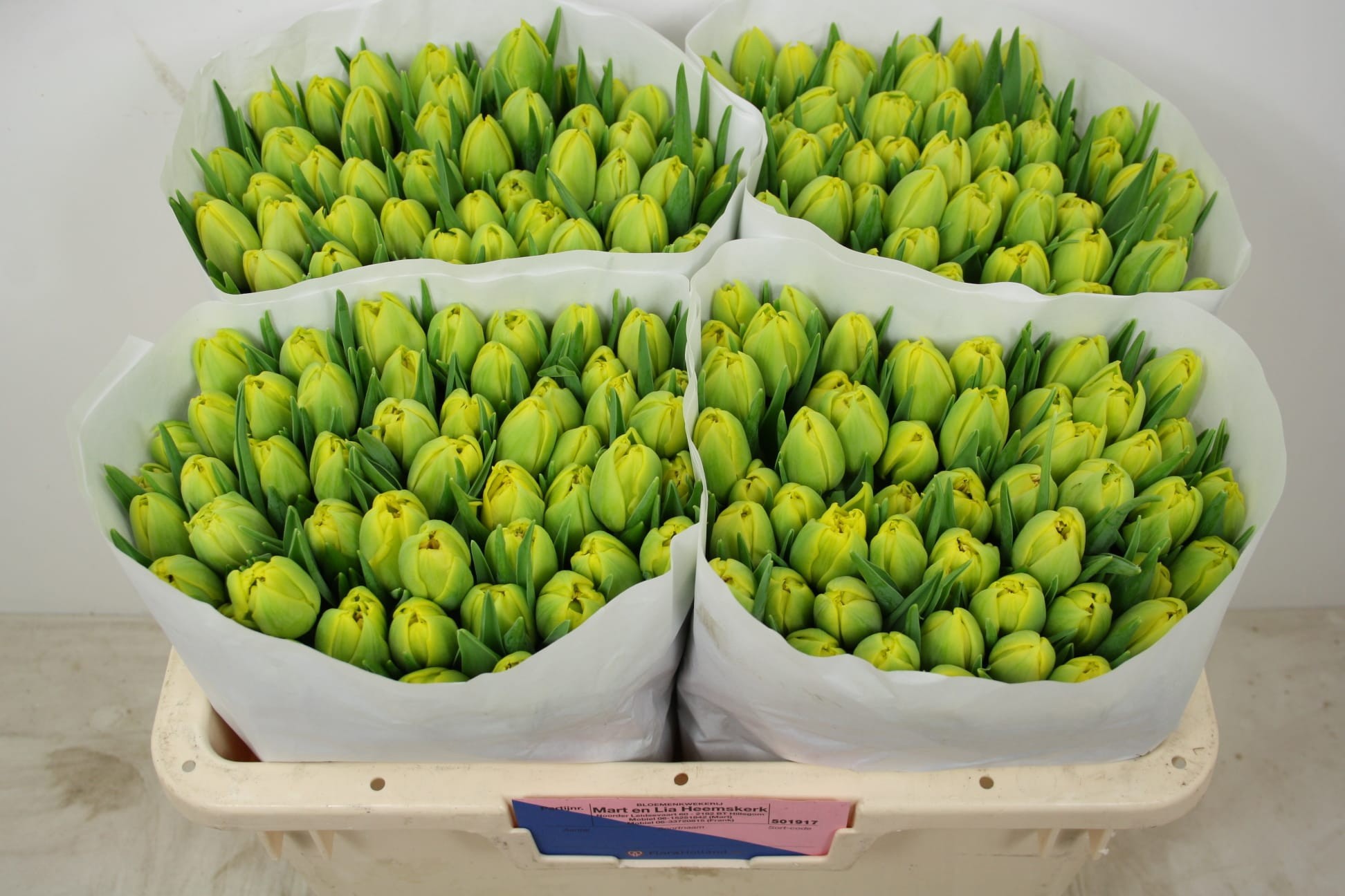 Тюльпан дв. Мари Джо, шт.