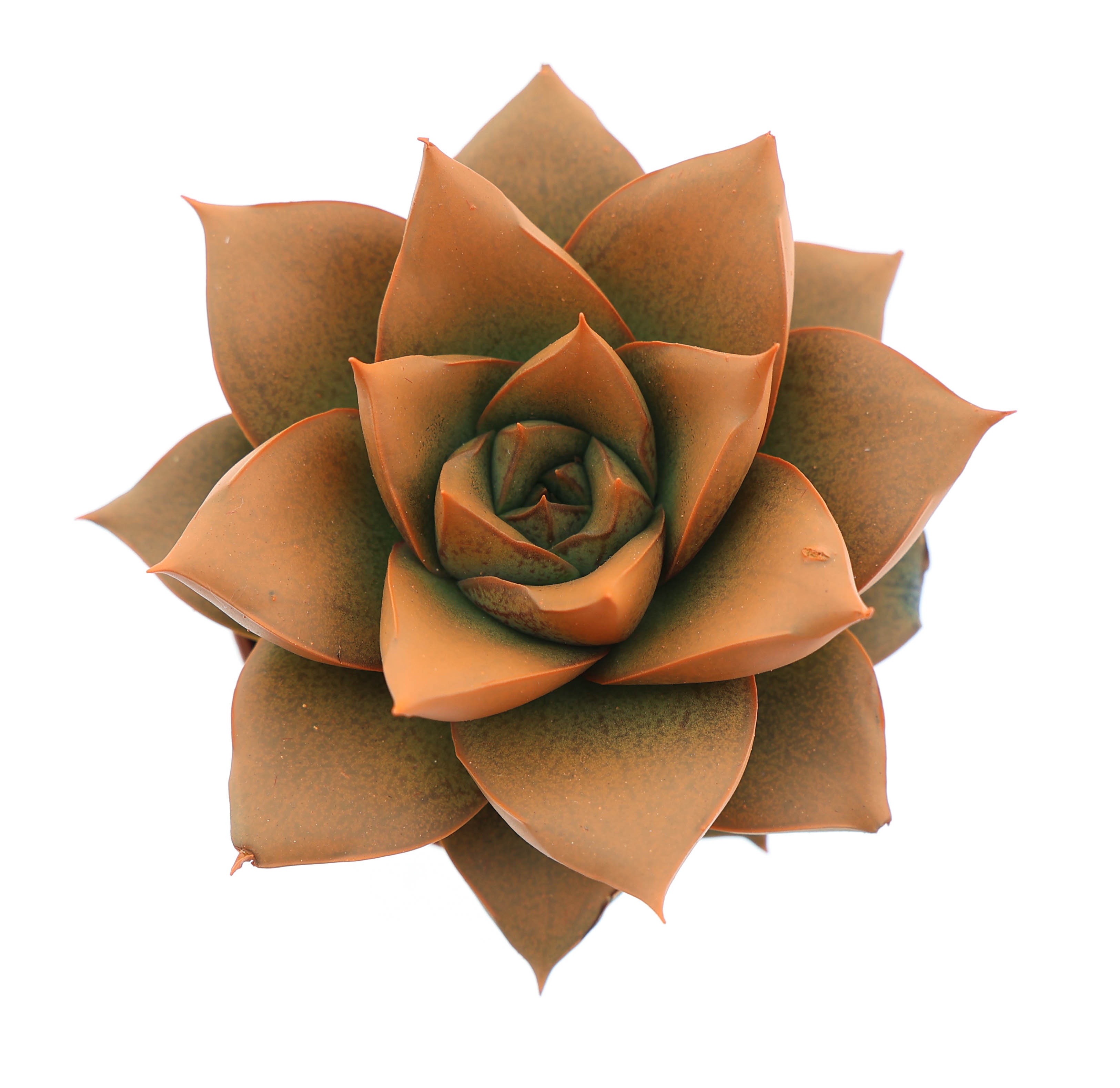 Rainbow purper orange, D 5,5