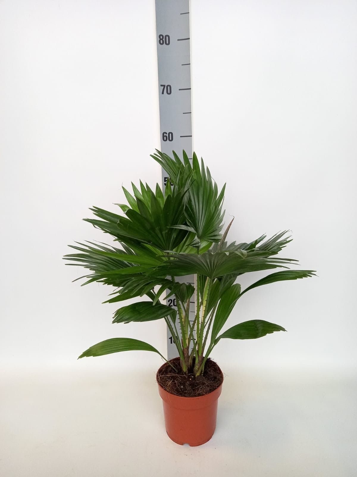 Livistona rotundifolia p14, D 14