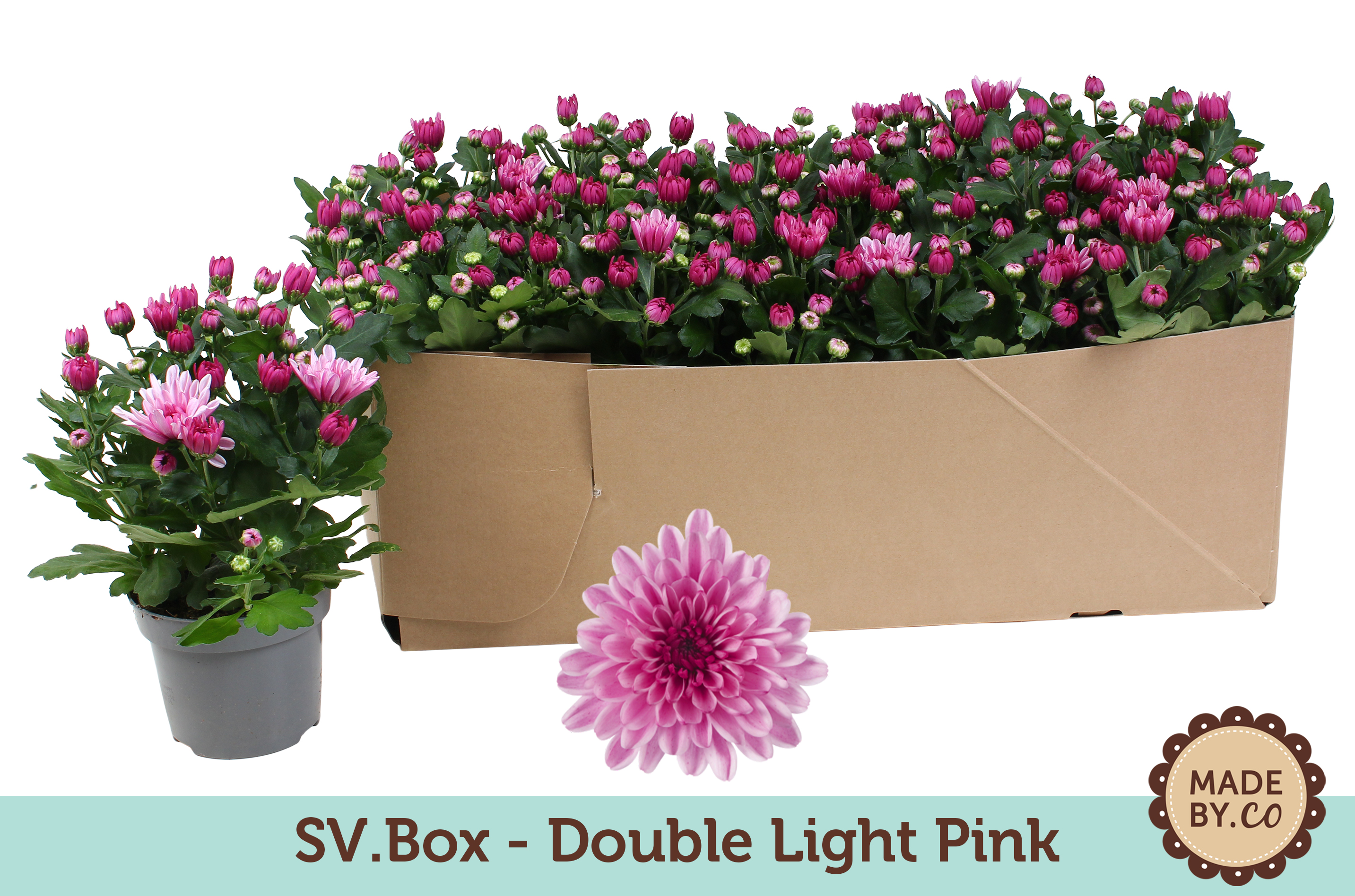 Chrysant Double Light Pink in SV.Box, D 12