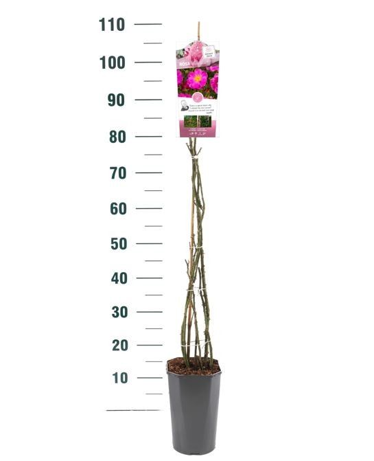 Rosa 'Totally Spice' - Klim - C3rp - Exclusive Collection, D 19