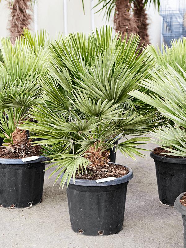 Chamaerops humilis 'Vulcano', D 40