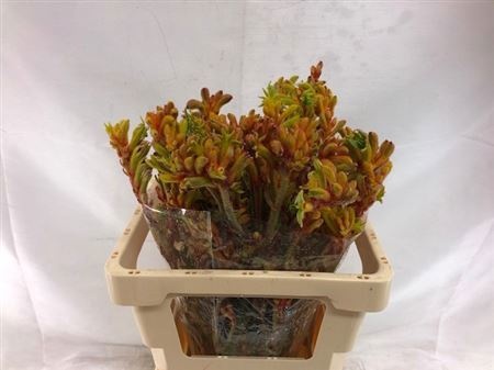 Анигозантус Баш Танго 60 (зел.), шт.