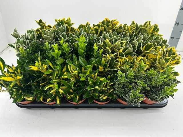 Euonymus Mix, D 9