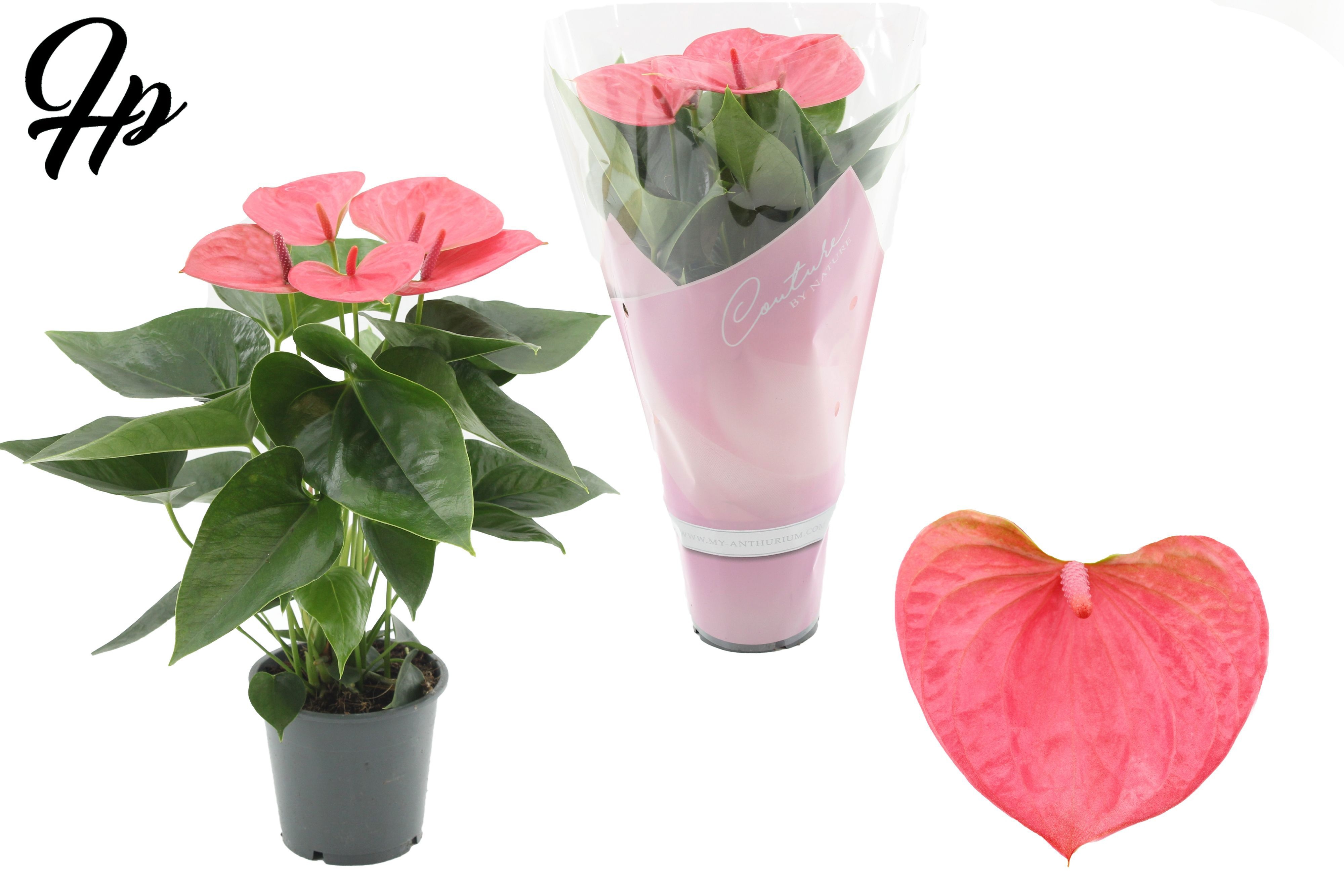 Anthurium 12 cm Sweet Dream in Couture sleeve, D 12