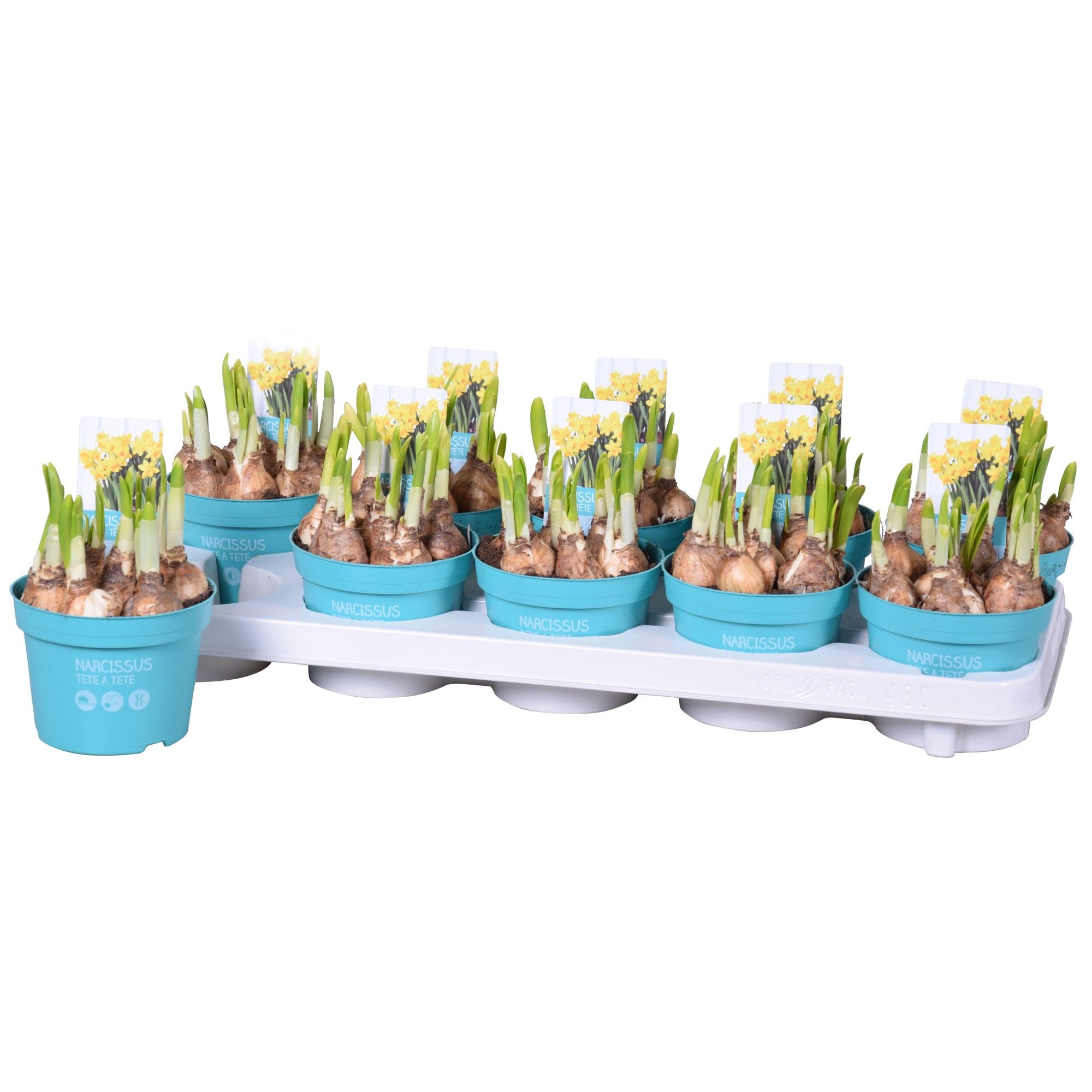 Narcis Tete a Tete 'Diamond Collection', D 12