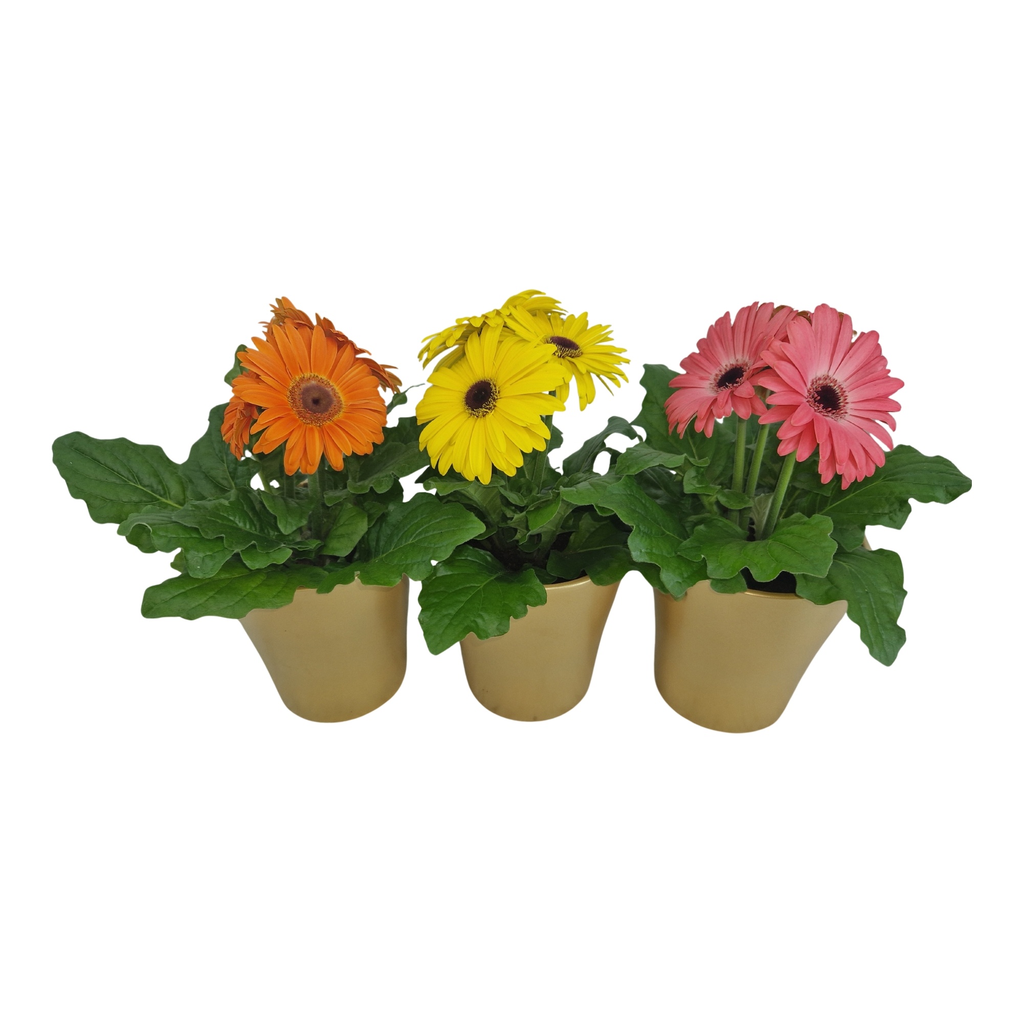 Gerbera 2+ bl in stefanie goud keramiek, D 12