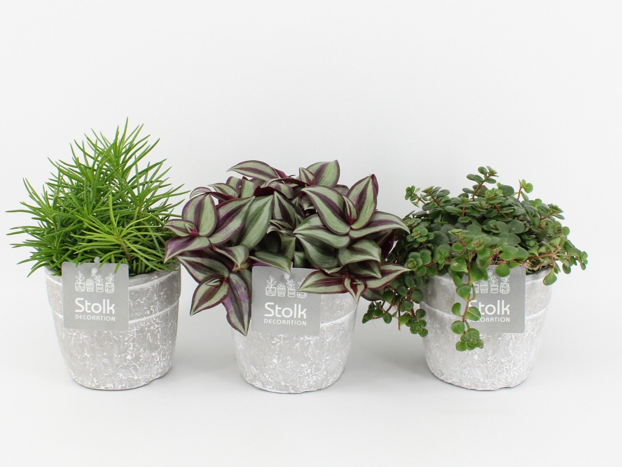 Pure Green mix in Stone Look Keramiek soorten : Rhipsalis, Tradescantia, Sedum, D 13